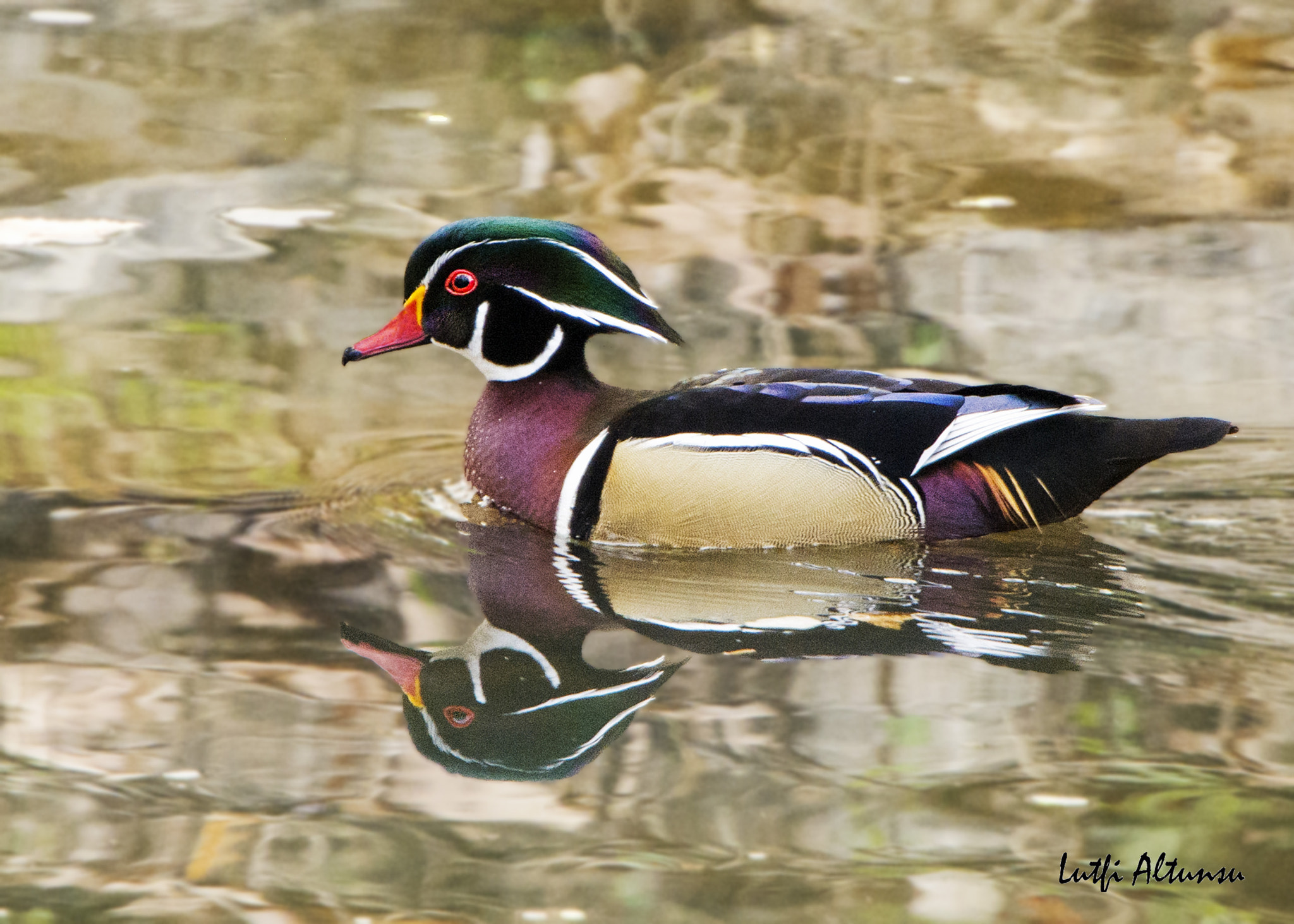 Nikon Nikkor AF-S 300mm F4E PF ED VR sample photo. Wood duck / carolina duck 2016 d.c. photography