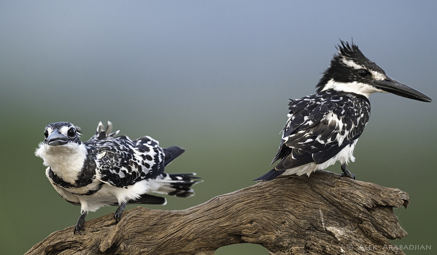 Nikon AF-S Nikkor 800mm F5.6E FL ED VR sample photo. The family photography