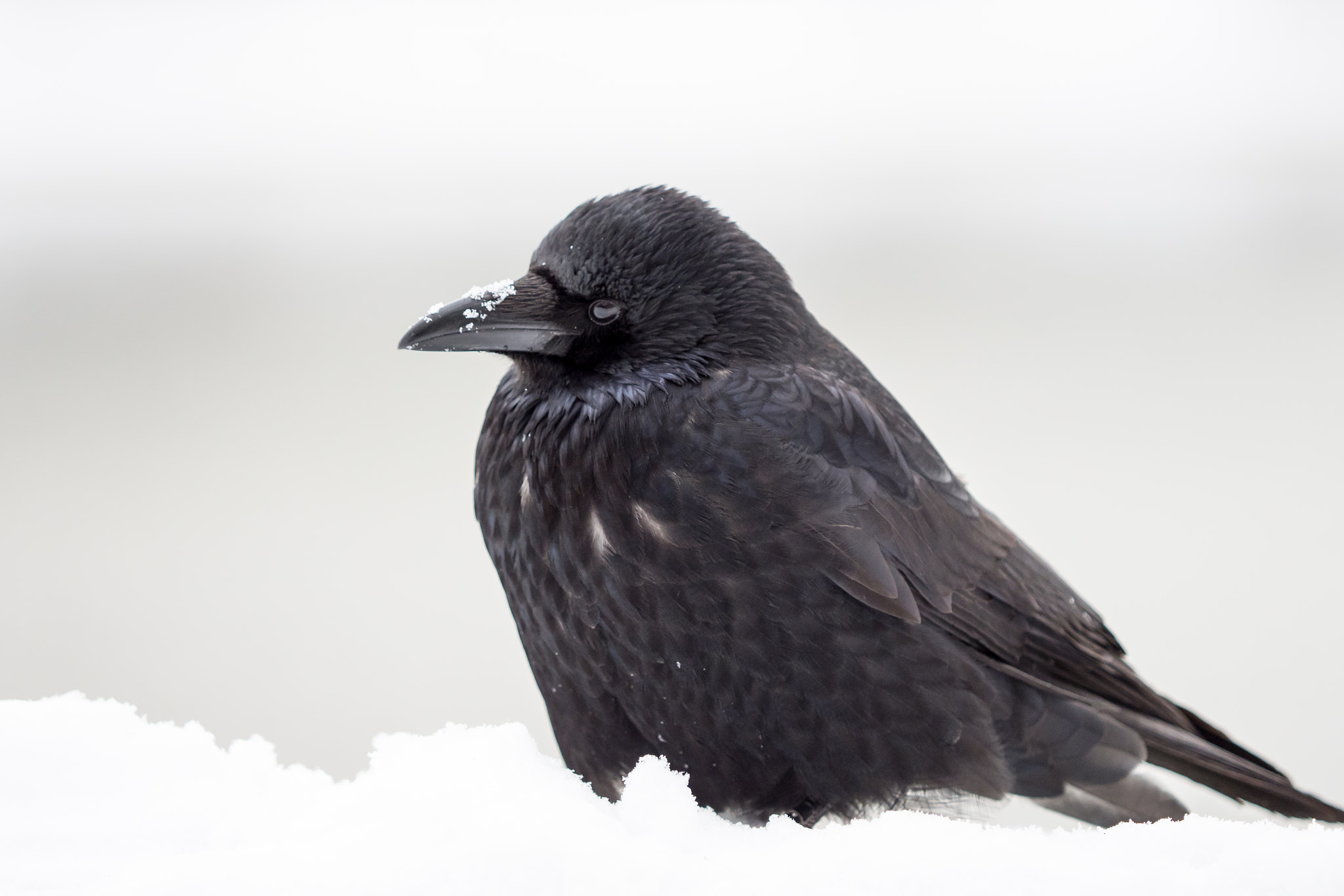 Olympus OM-D E-M1 Mark II sample photo. Snow crow ii photography