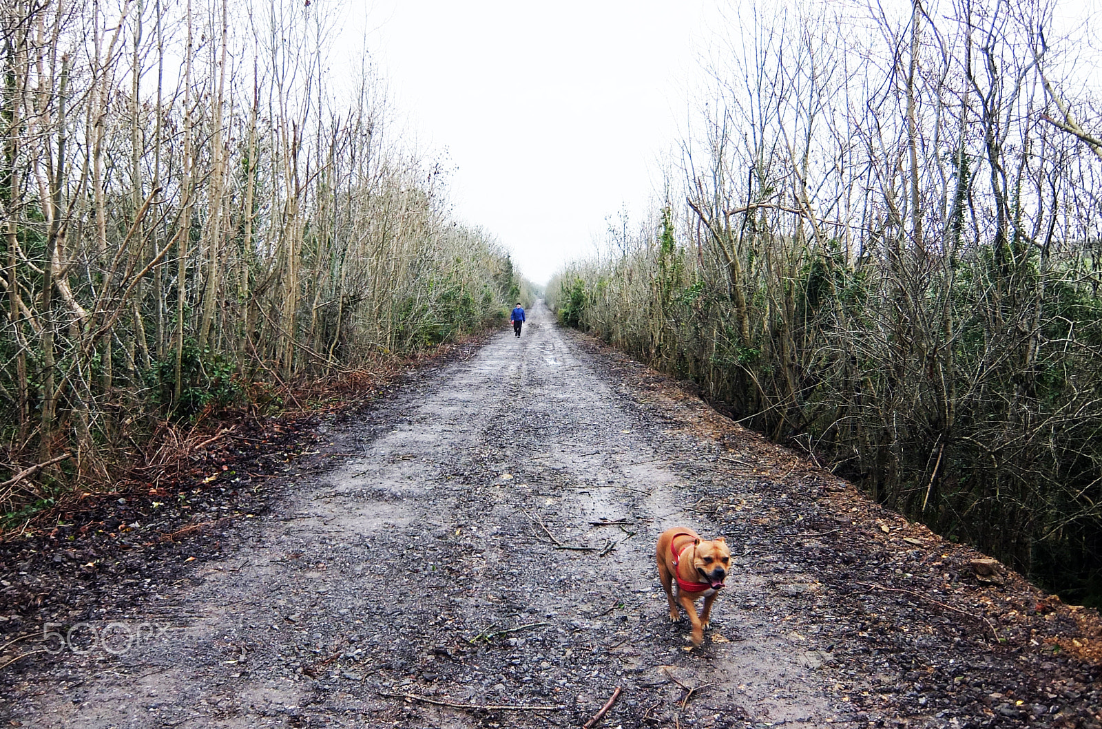 Fujifilm XF1 sample photo. One dog and his man photography