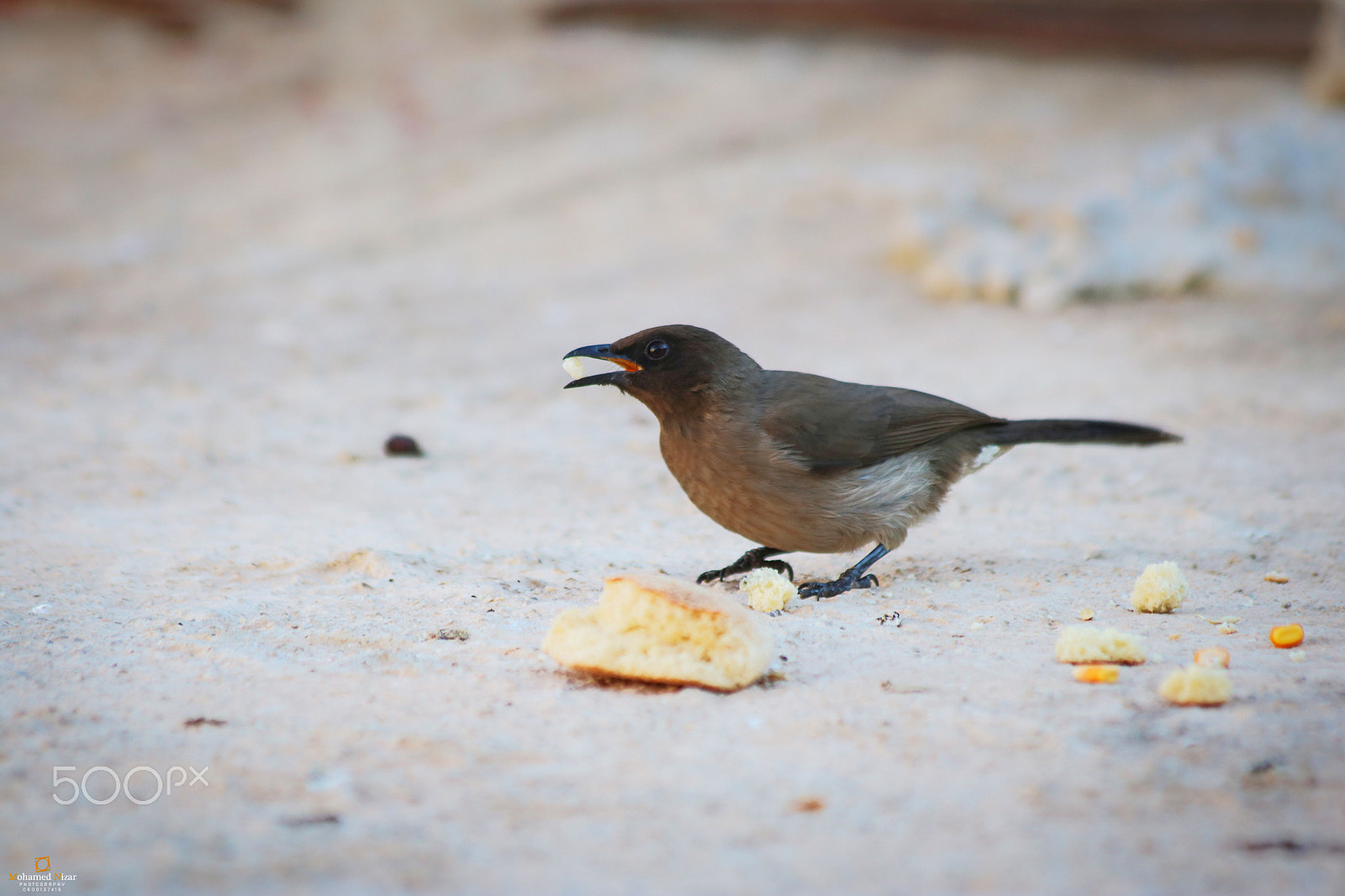 Canon EF 70-300mm F4-5.6 IS USM sample photo. Bird photography