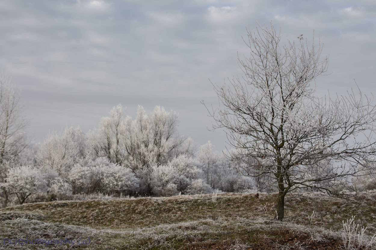 Sigma 18-200mm f/3.5-6.3 DC OS sample photo. It's wintertime! photography