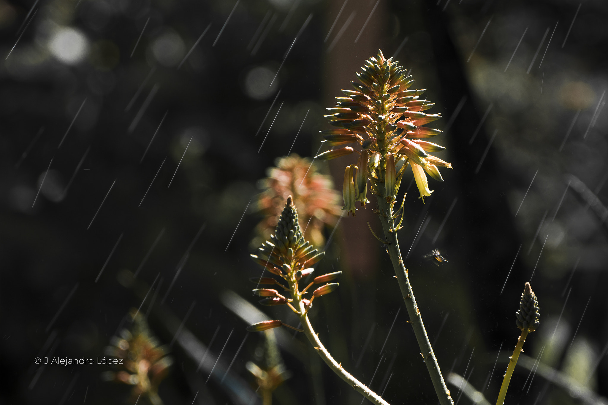 Sony a6300 + Sony E 55-210mm F4.5-6.3 OSS sample photo. Bells natural 2-7 photography