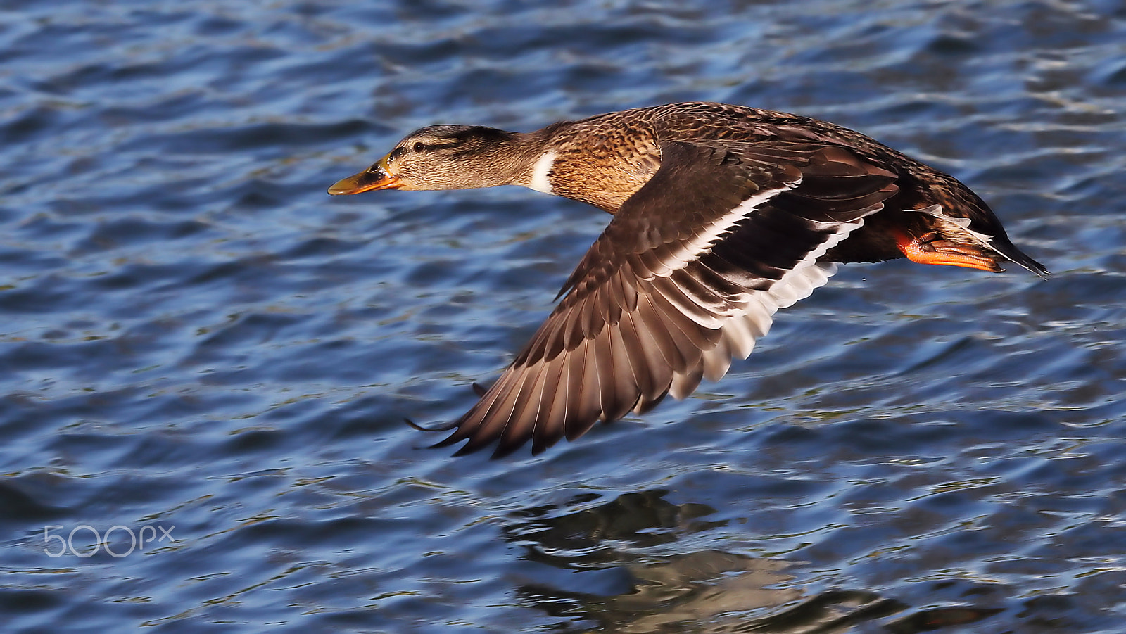 Canon EF 100-400mm F4.5-5.6L IS USM sample photo. Flying duck photography