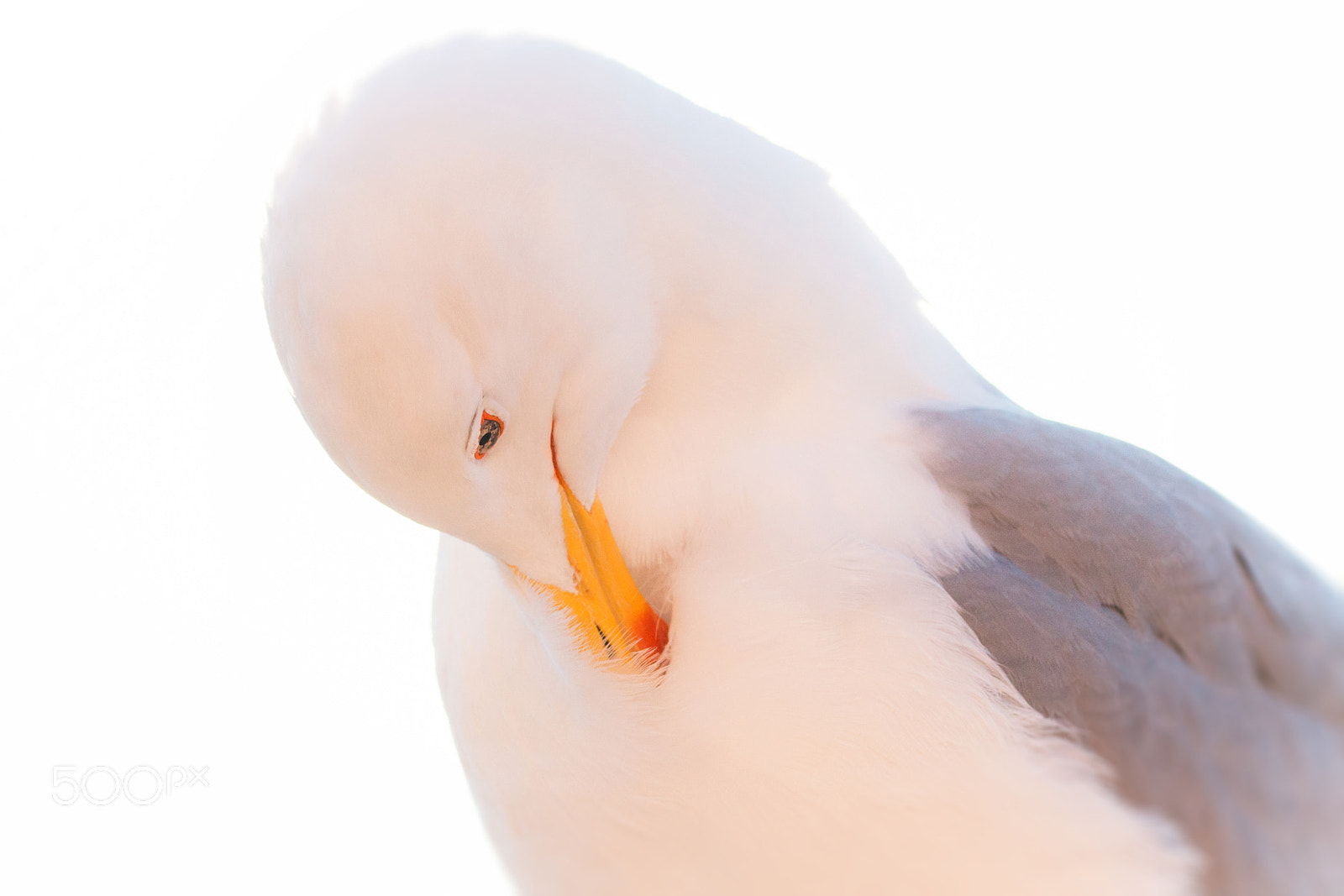 Sigma 105mm F2.8 EX DG OS HSM sample photo. European herring gull photography