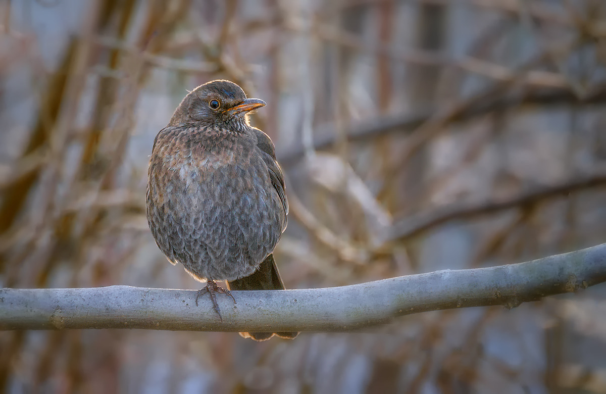 150-600mm F5-6.3 DG OS HSM | Contemporary 015 sample photo. Common blackbird photography