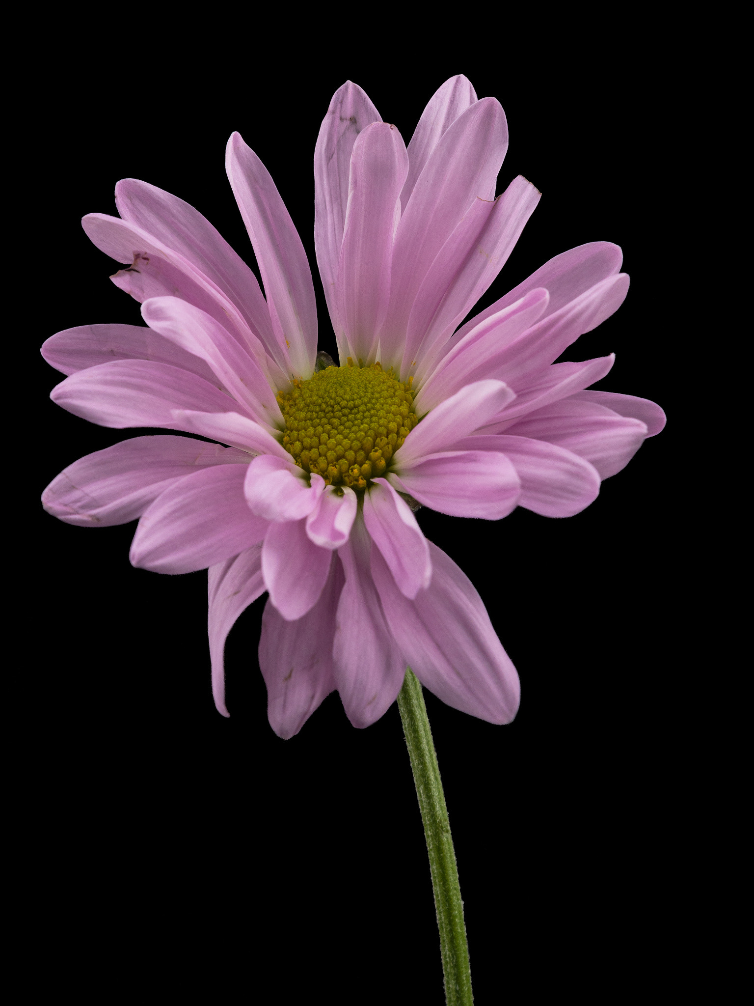 Sigma 150mm F2.8 EX DG Macro HSM sample photo. Pink flower 05 photography