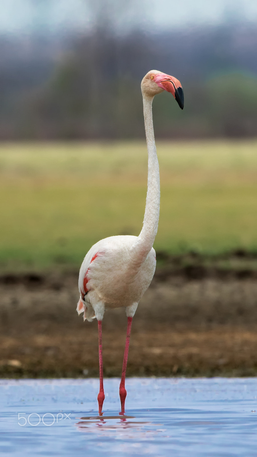 Canon EF 400mm F2.8L IS USM sample photo. Eye soother photography