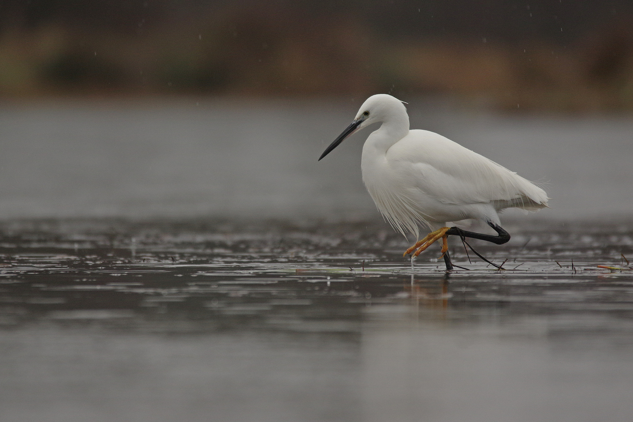 Sigma 120-400mm F4.5-5.6 DG OS HSM sample photo. Aigrette garzette photography