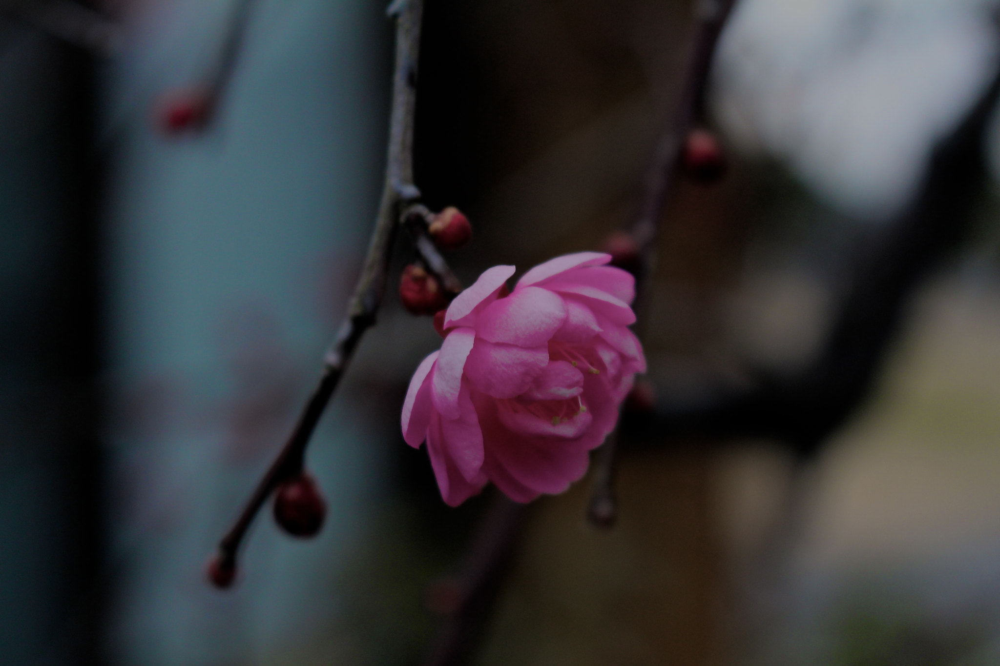 Canon EOS 700D (EOS Rebel T5i / EOS Kiss X7i) sample photo. 梅 photography