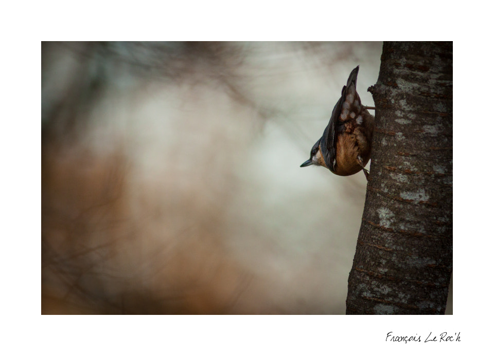 Canon EF 300mm F4L IS USM sample photo. Sitelle photography