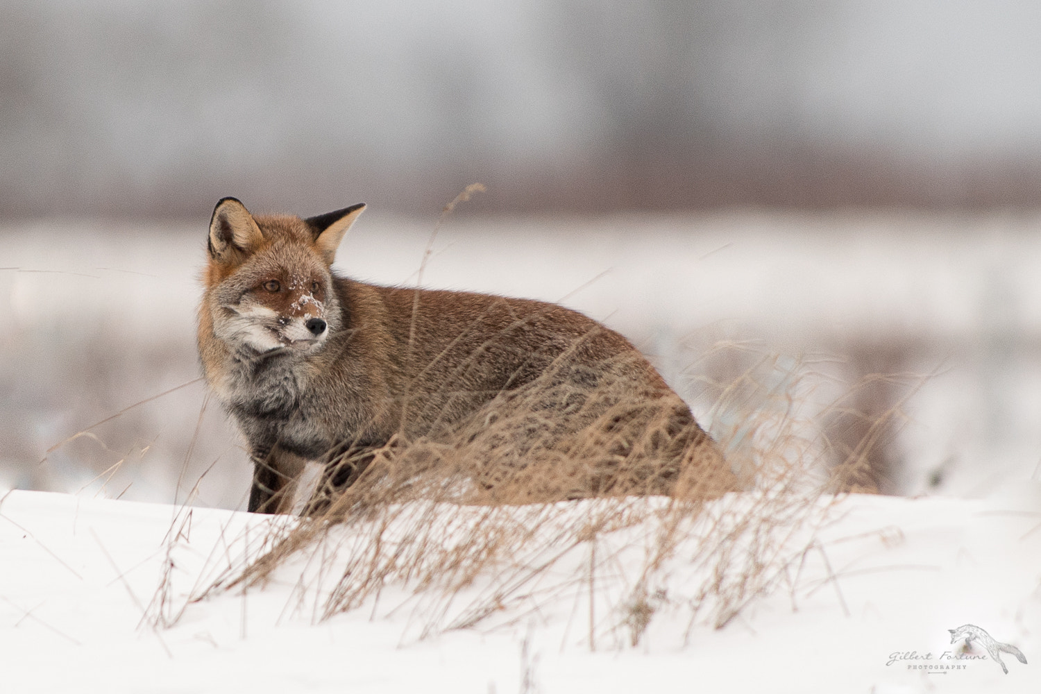 Nikon D5 + Nikon AF-S Nikkor 300mm F2.8G ED VR II sample photo. An old red fox in winter photography