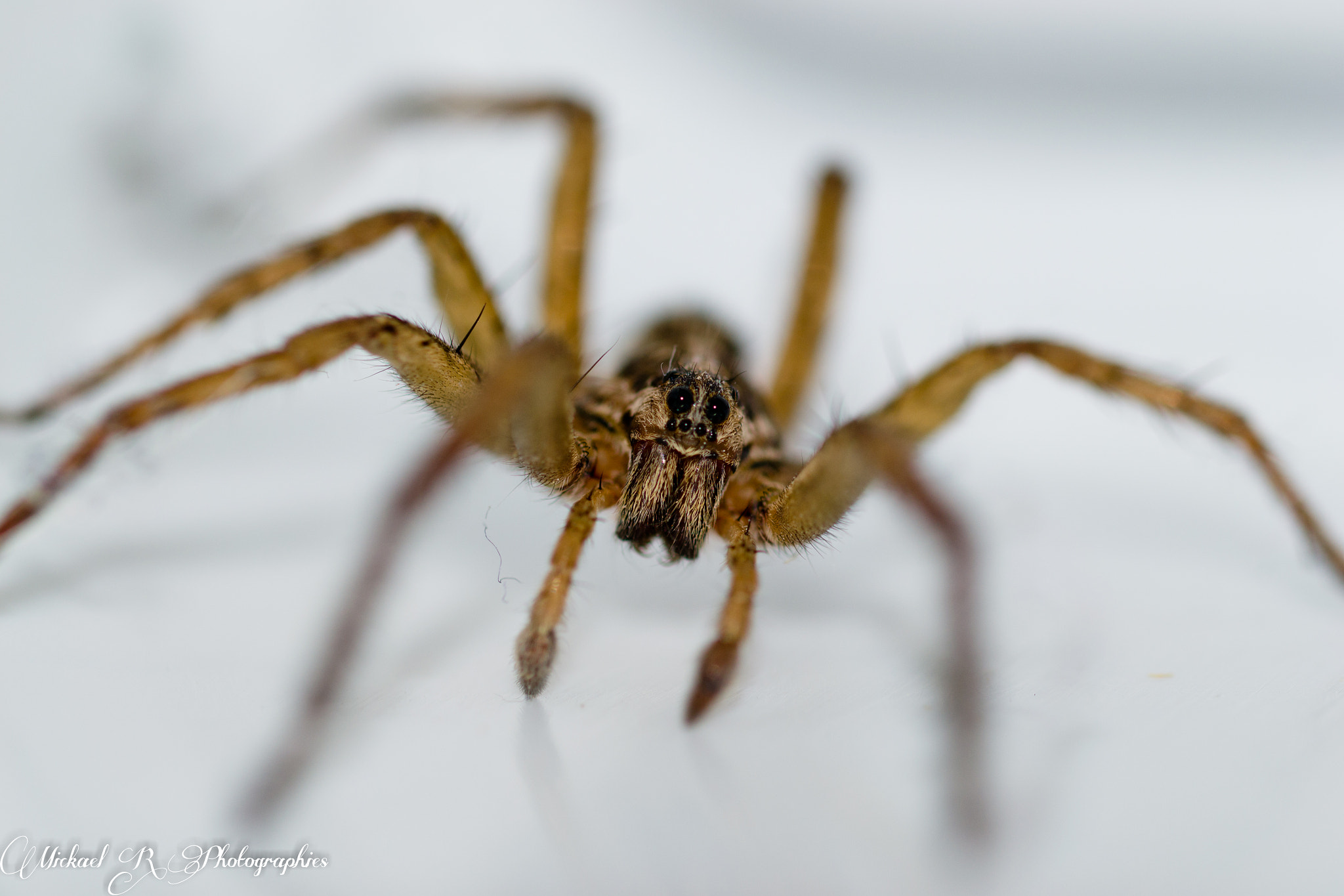 Sigma 105mm F2.8 EX DG OS HSM sample photo. Araignée du soir photography