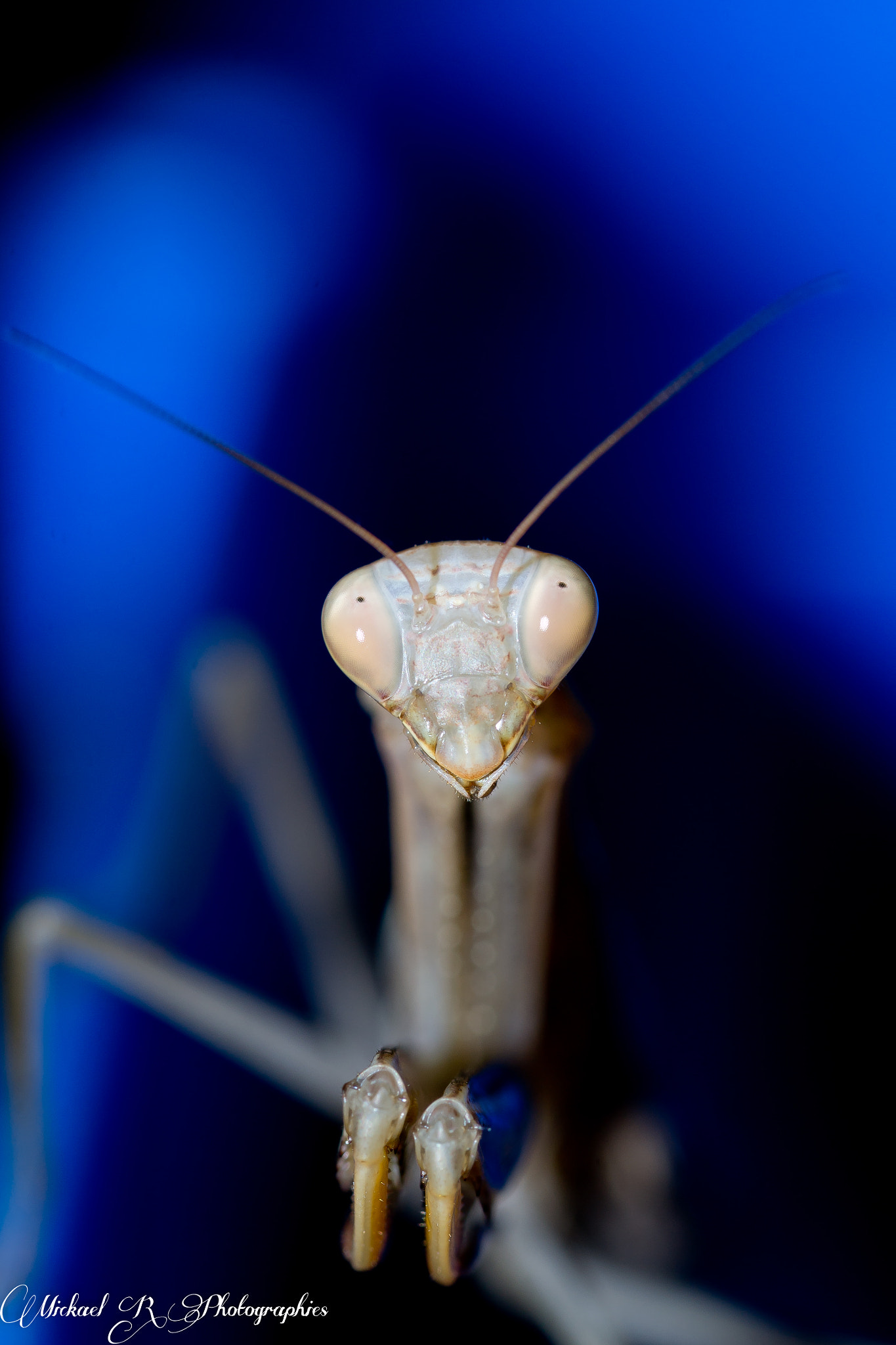 Sigma 105mm F2.8 EX DG OS HSM sample photo. Mante photography