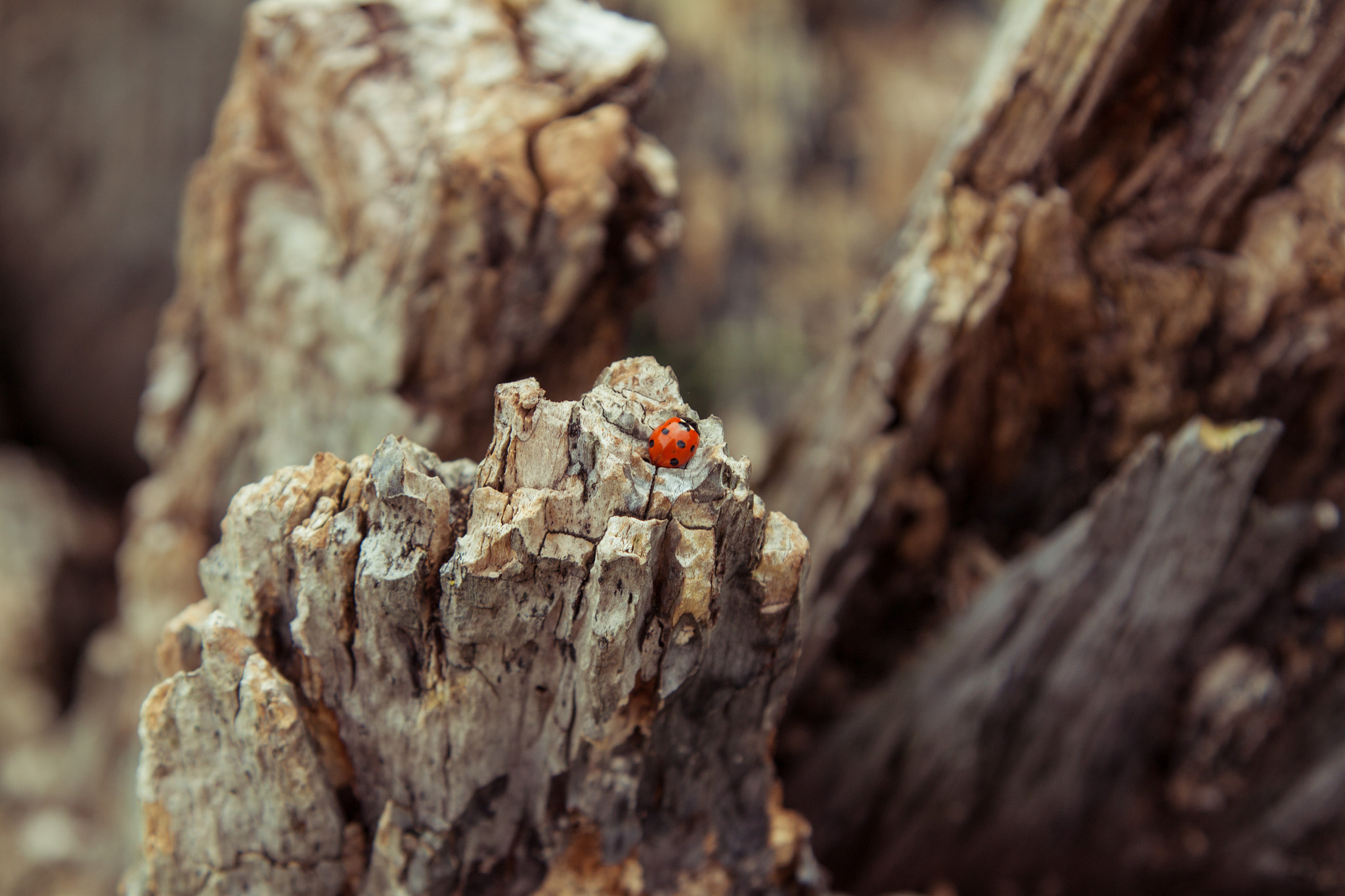 Canon EOS 500D (EOS Rebel T1i / EOS Kiss X3) + Canon EF 24-105mm F4L IS USM sample photo. Ladybug photography