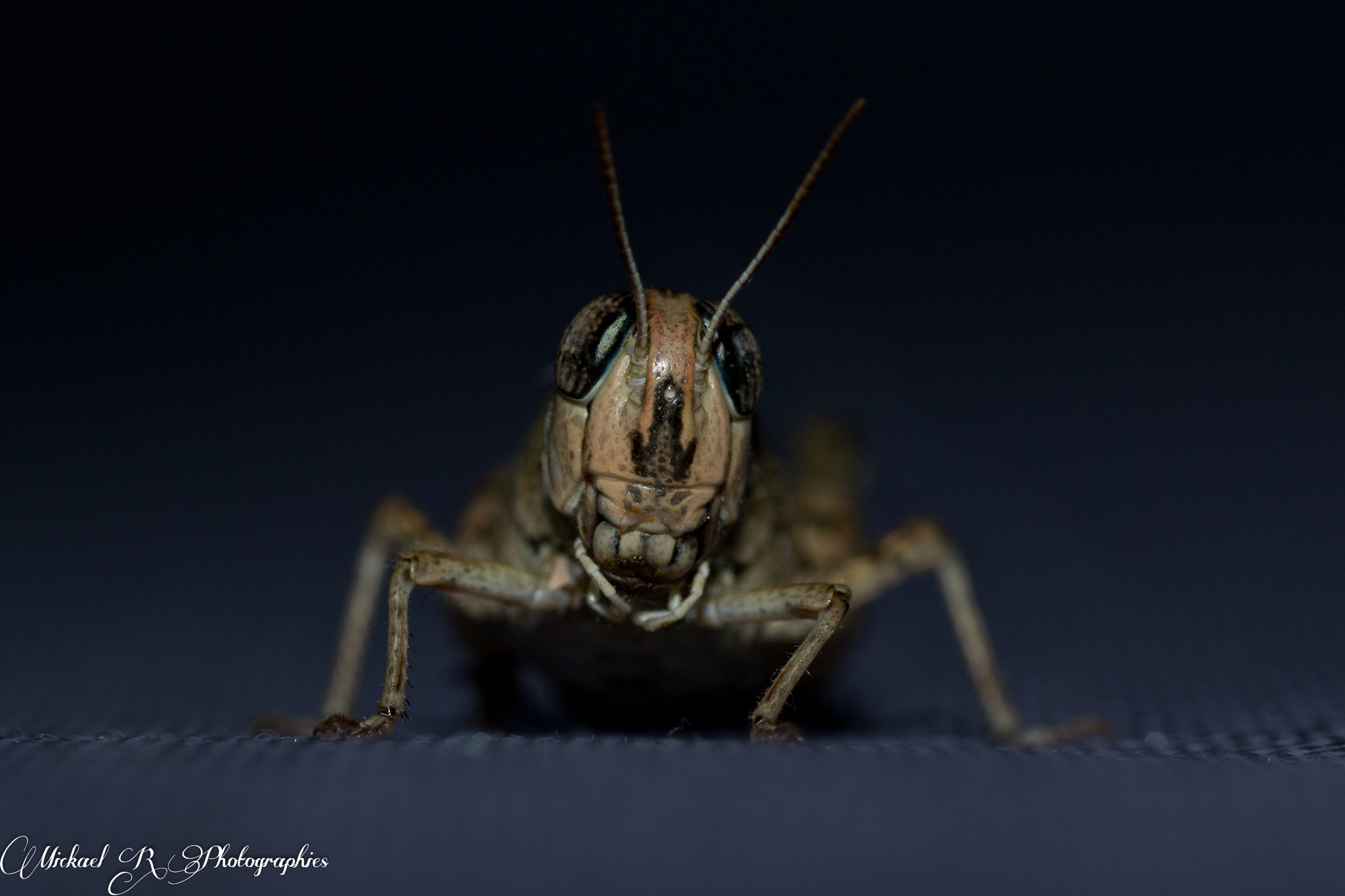 Sigma 105mm F2.8 EX DG OS HSM sample photo. Criquet photography