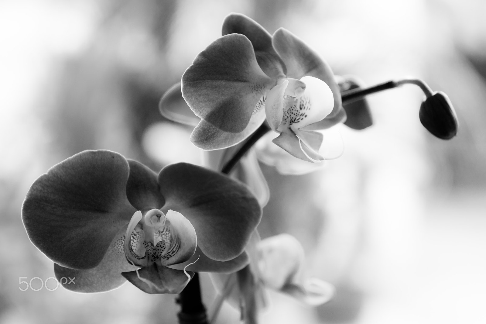 Nikon AF-S Nikkor 24-70mm F2.8G ED sample photo. Flower photography