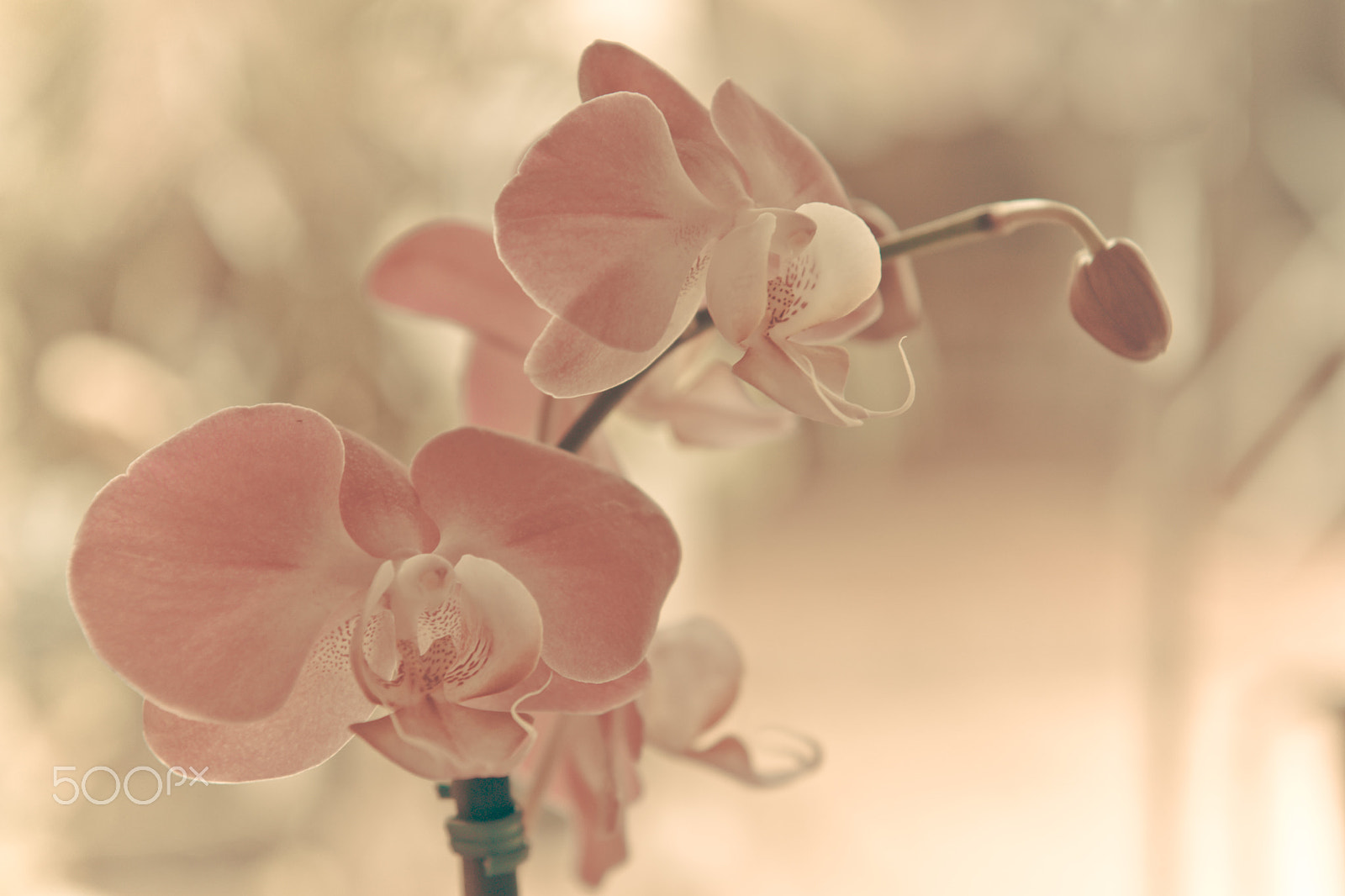 Nikon AF-S Nikkor 24-70mm F2.8G ED sample photo. Flower photography
