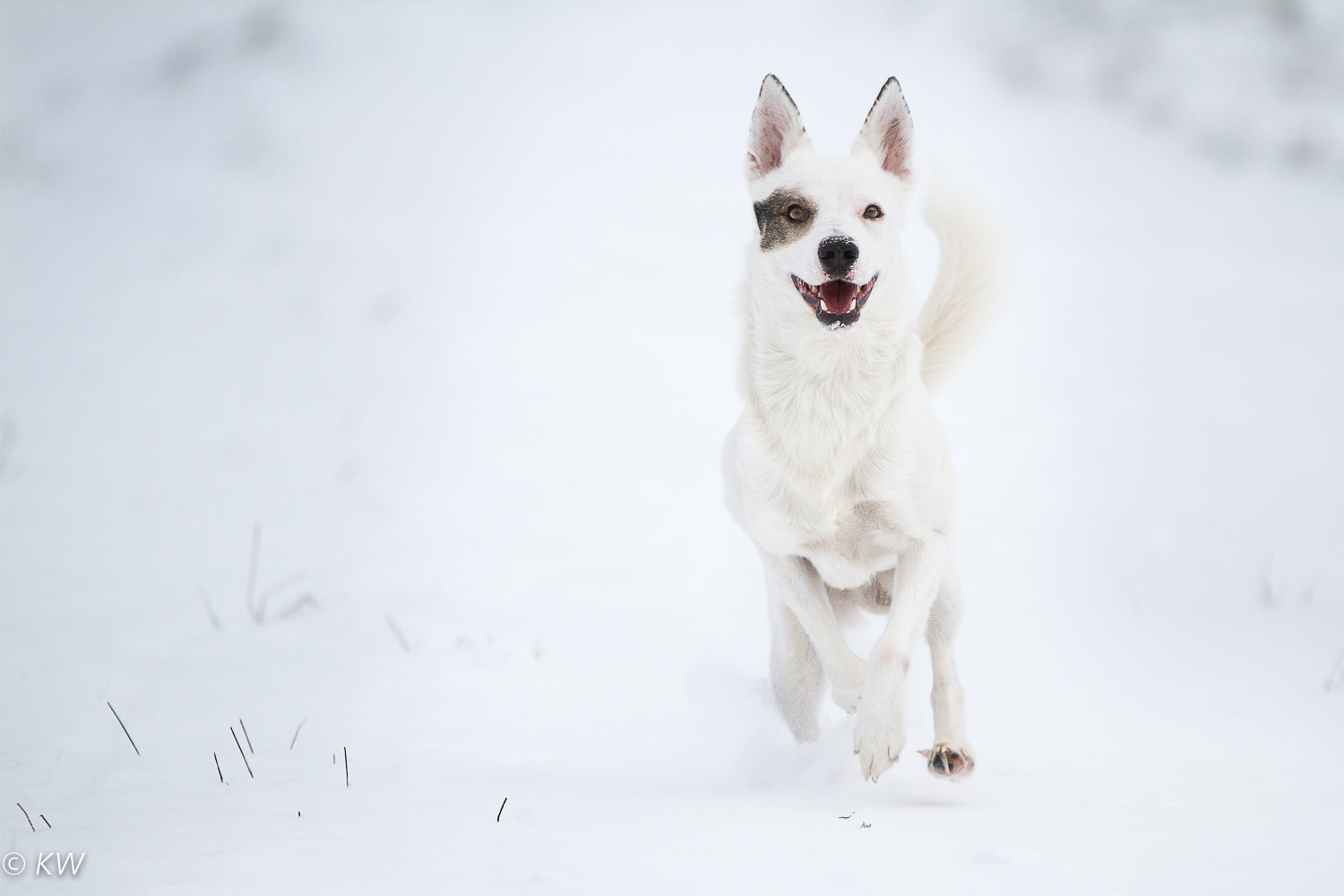 Sigma 70-200mm F2.8 EX DG OS HSM sample photo. Snow photography