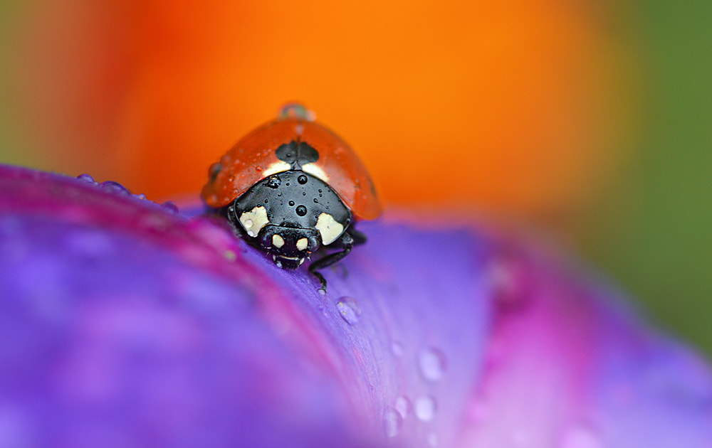 Nikon D7100 + Nikon AF Micro-Nikkor 60mm F2.8D sample photo. Ugurbocegi photography