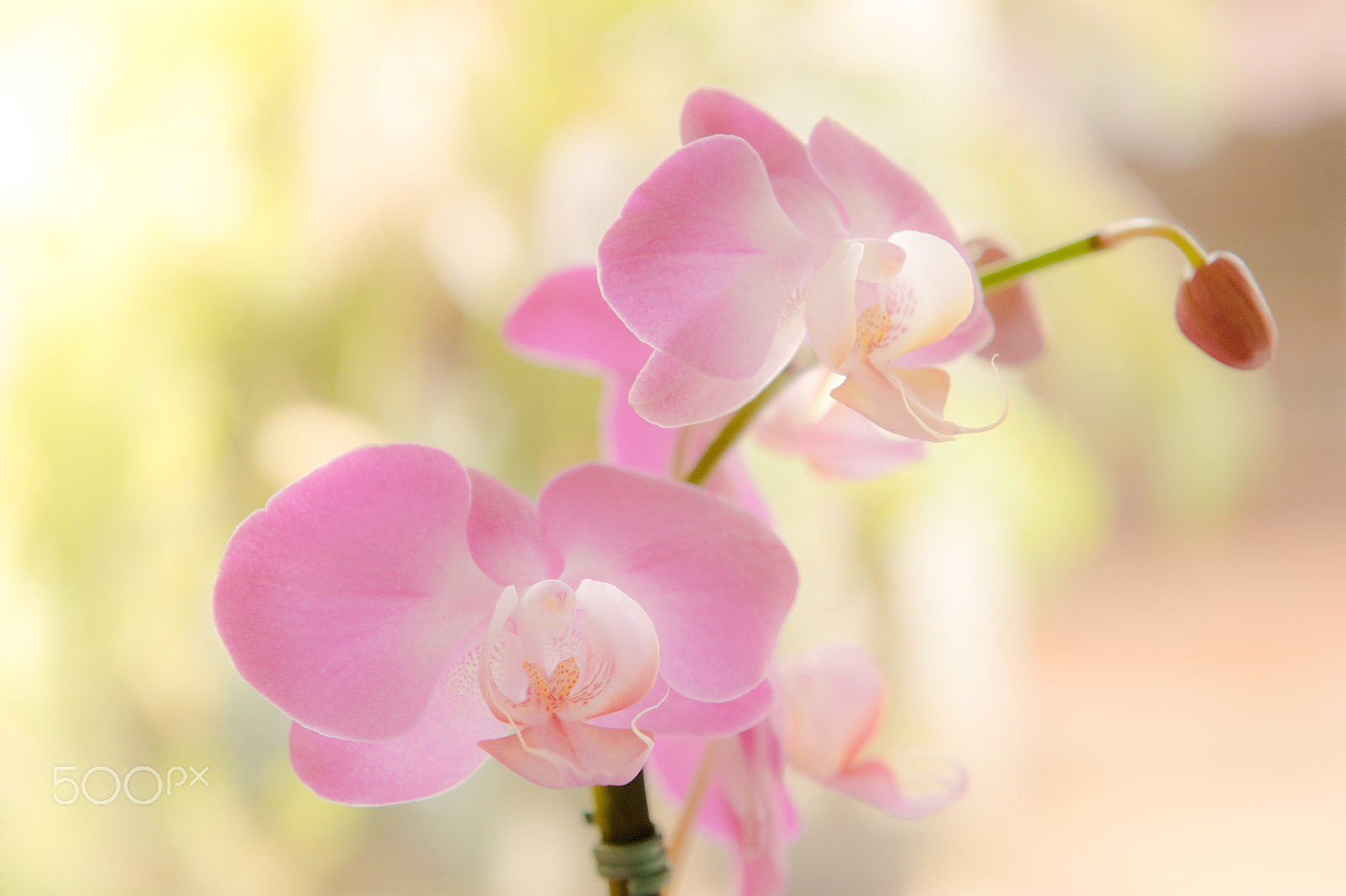 Nikon AF-S Nikkor 24-70mm F2.8G ED sample photo. Flower photography