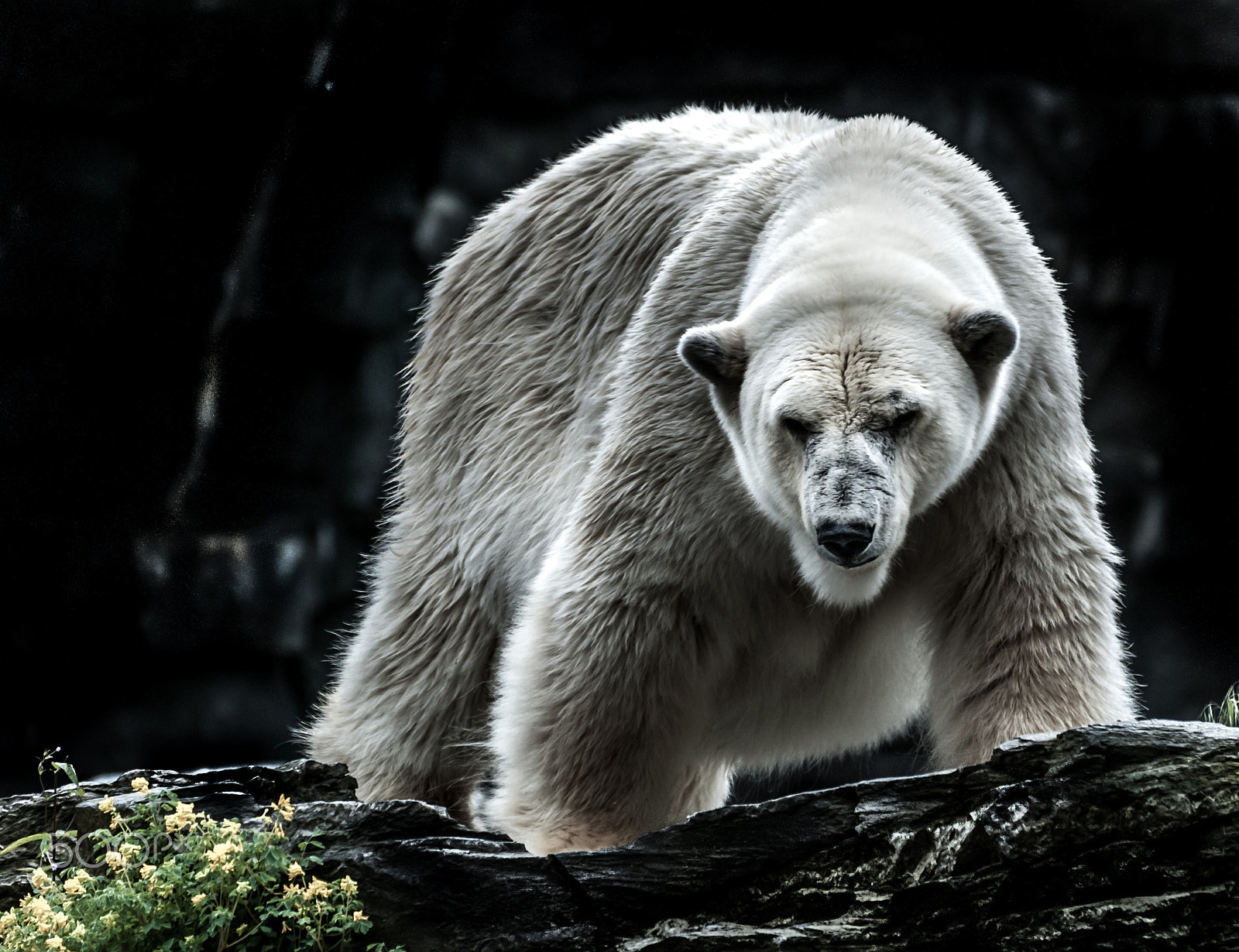 Nikon D80 sample photo. Icebear photography