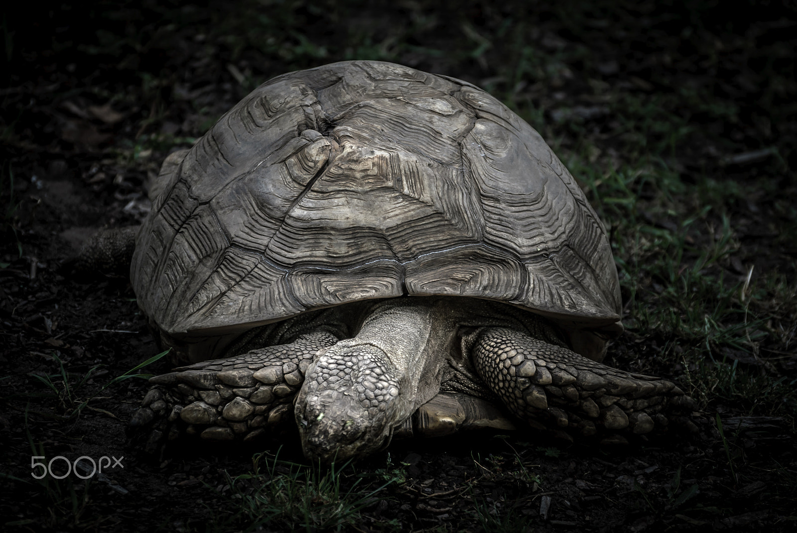 Nikon D80 sample photo. Tortoise photography