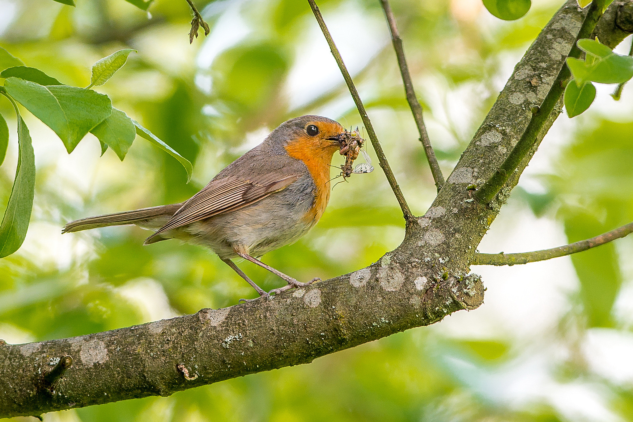 Nikon AF-S Nikkor 300mm F2.8G ED VR II sample photo. Rouge gorge photography