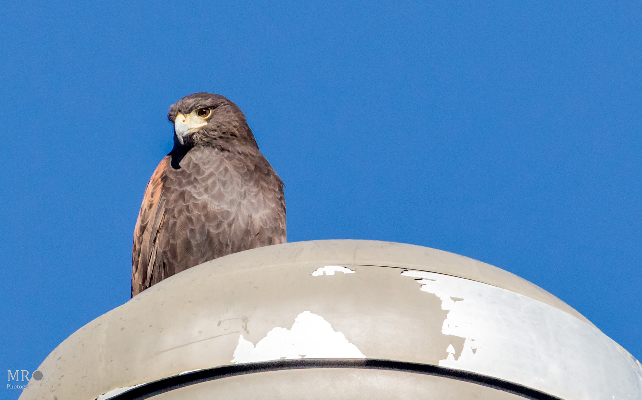 Canon EF 70-200mm F4L USM sample photo. Icuseeingme photography