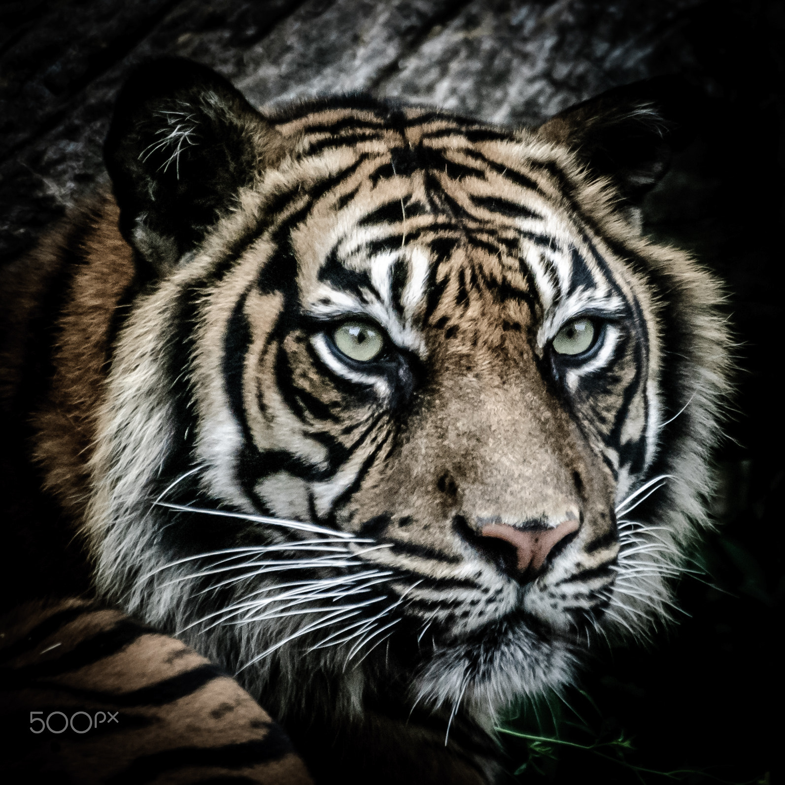 Nikon D80 sample photo. Tiger photography