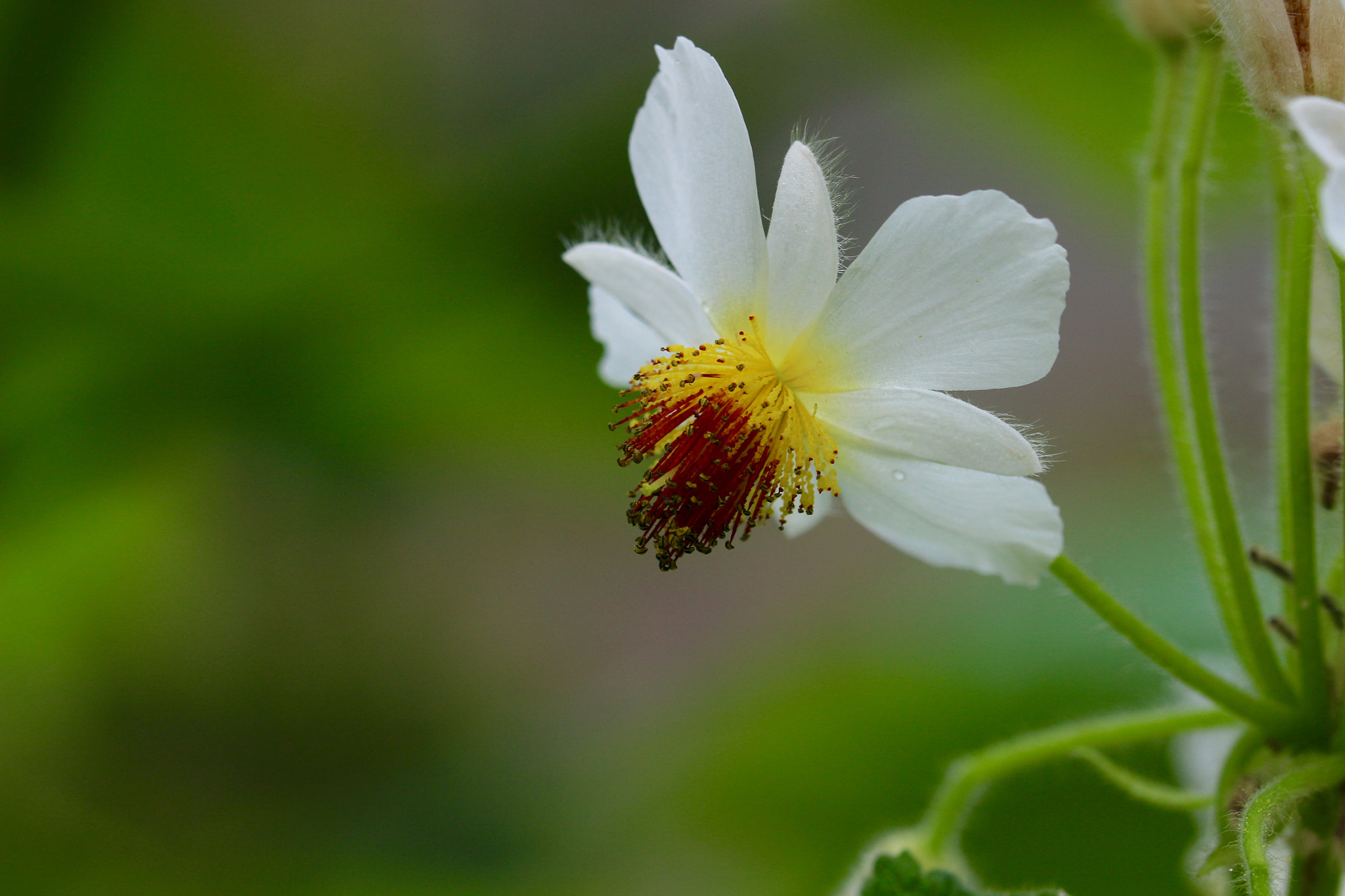 Canon TAMRON SP 90mm F/2.8 Di VC USD MACRO1:1 F017 sample photo. Softness photography