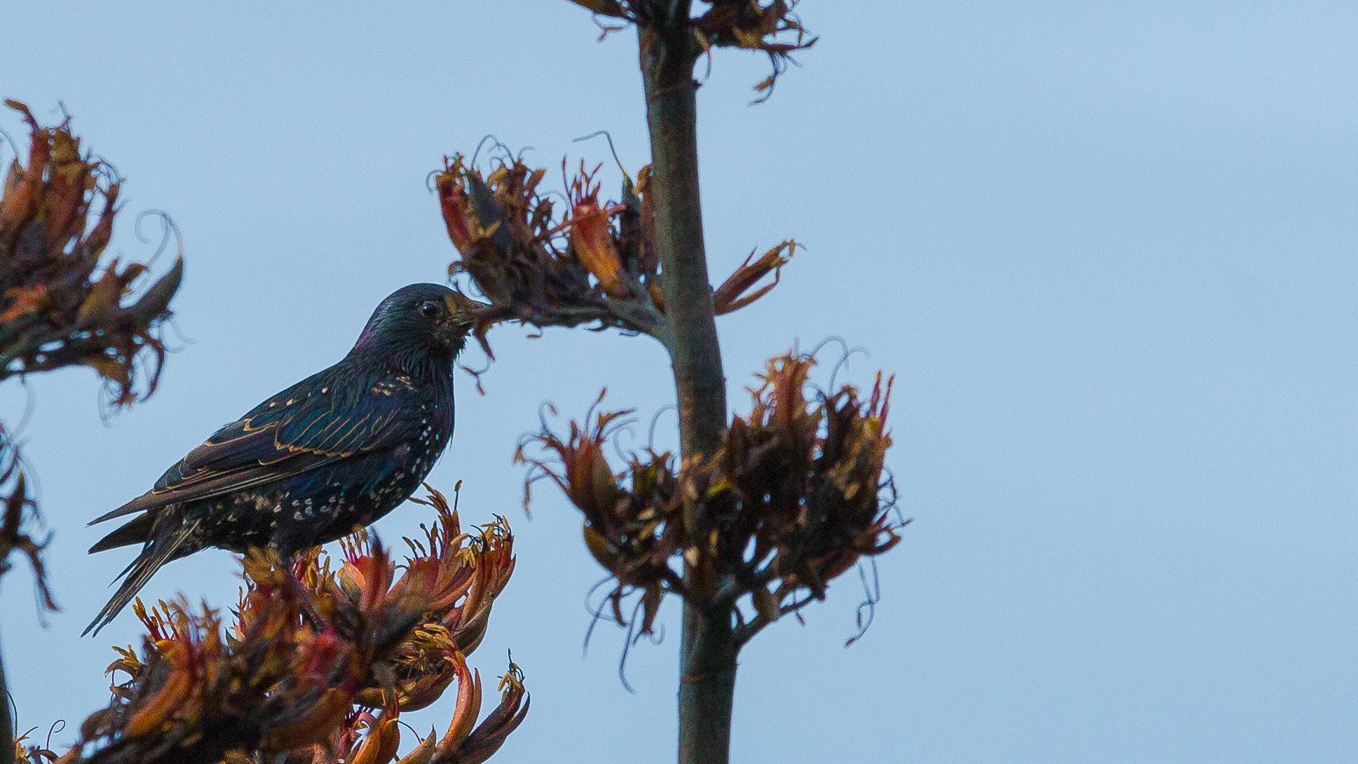 Sigma 70-200mm F2.8 EX DG OS HSM sample photo. Starling photography