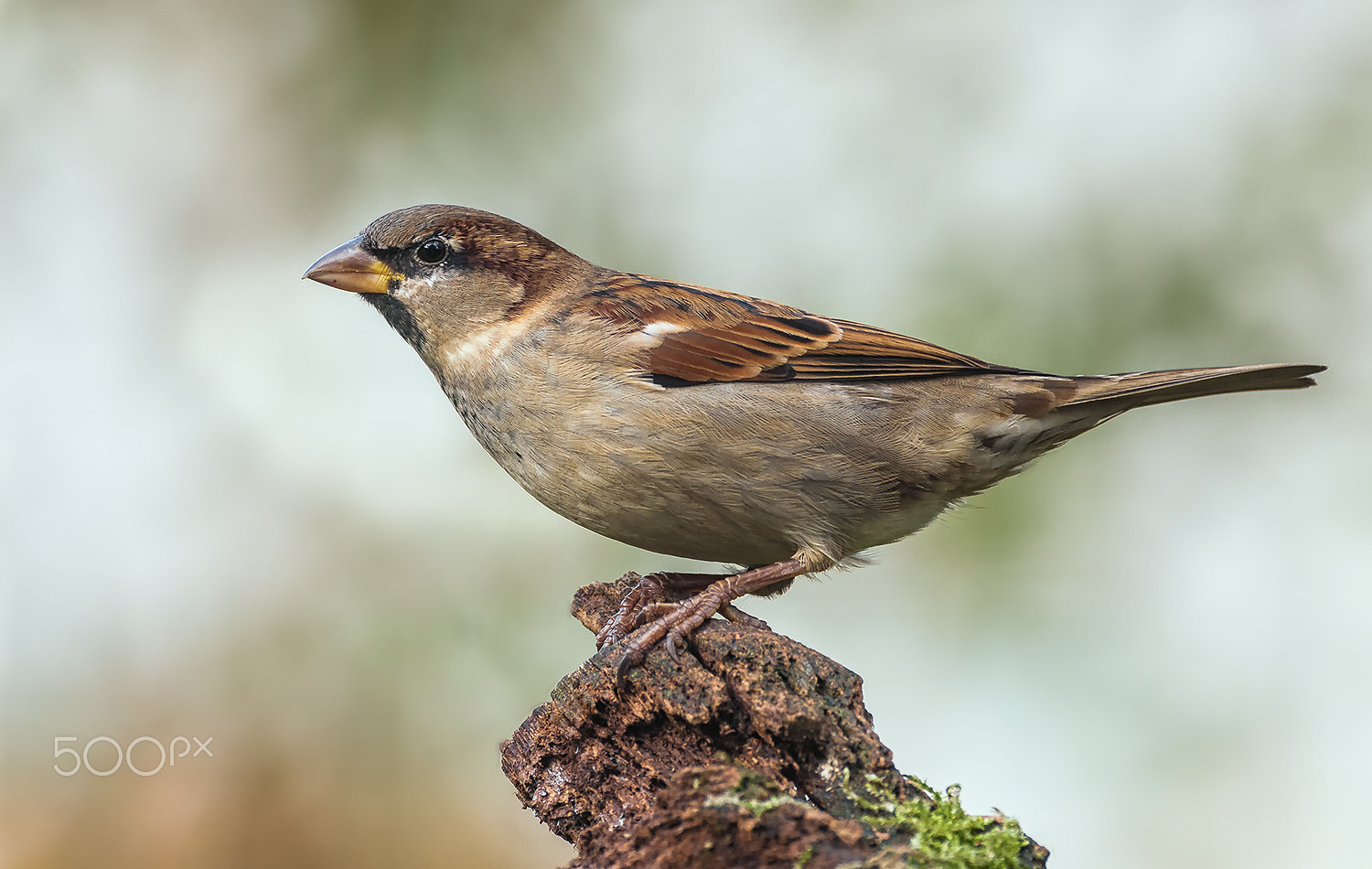 Nikon D300 sample photo. House sparrow photography