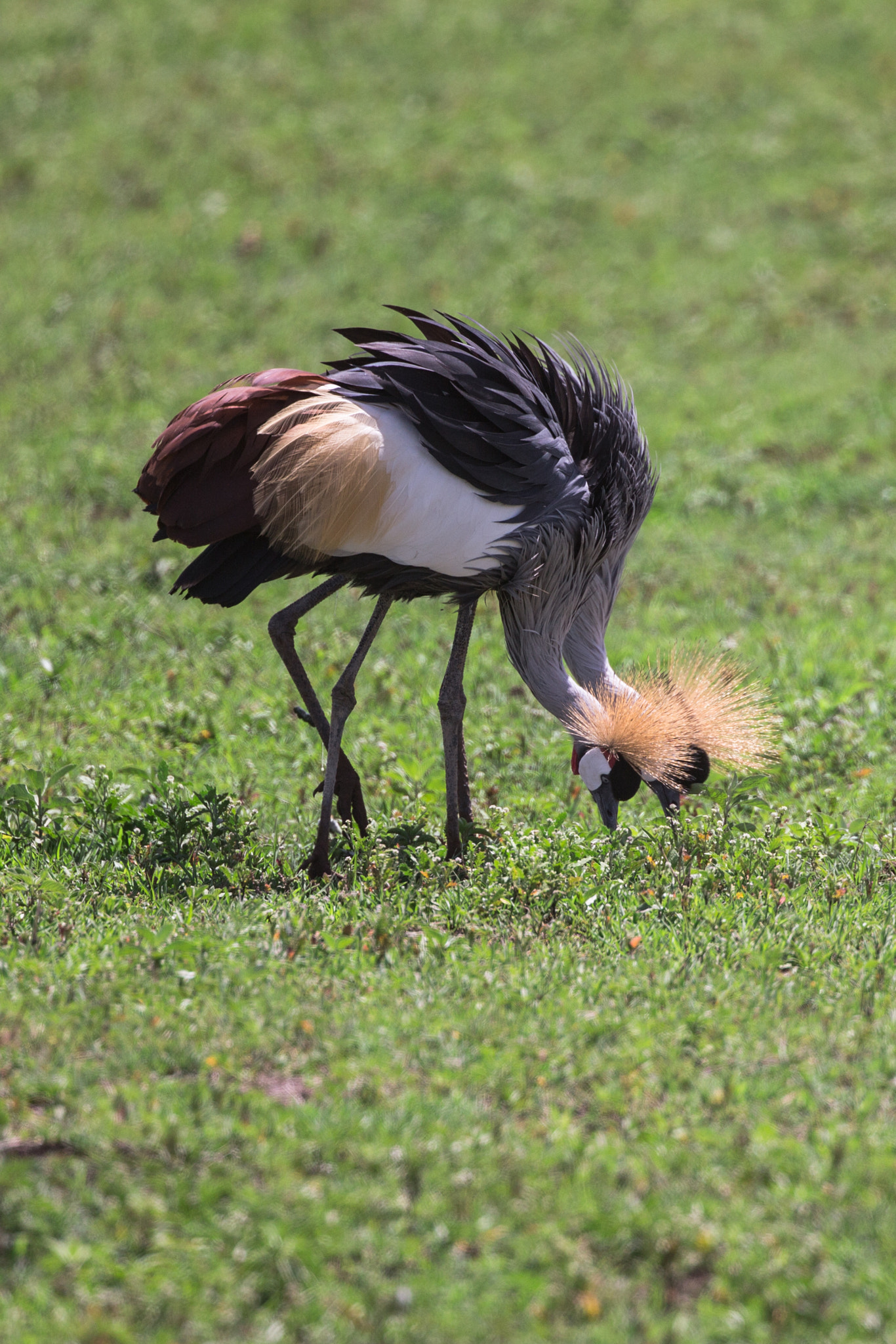 Canon EOS-1D X + Canon EF 400mm F4 DO IS II USM sample photo. Twins photography