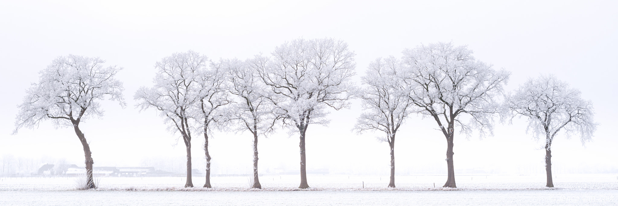 Nikon D800E sample photo. White frost photography