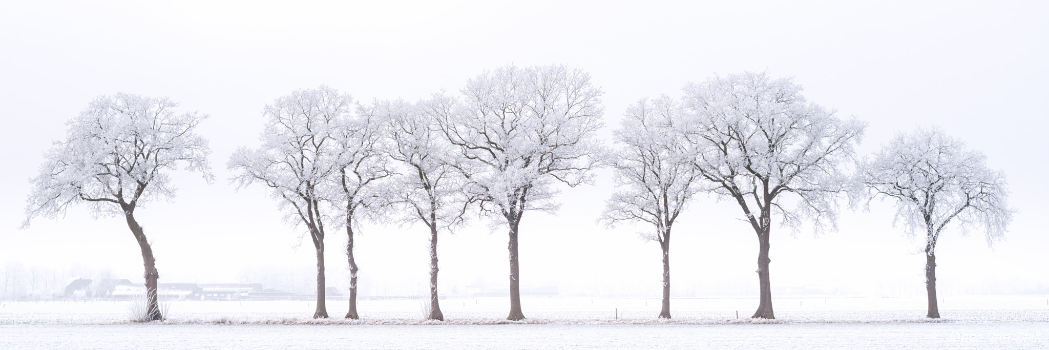 Nikon D800E + AF Nikkor 50mm f/1.8 sample photo. White frost photography