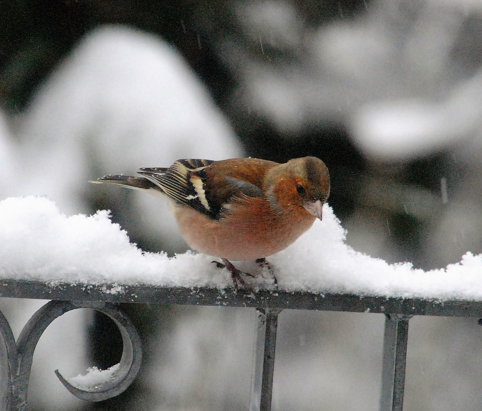 Nikon D3000 sample photo. Buchfink im schnee photography