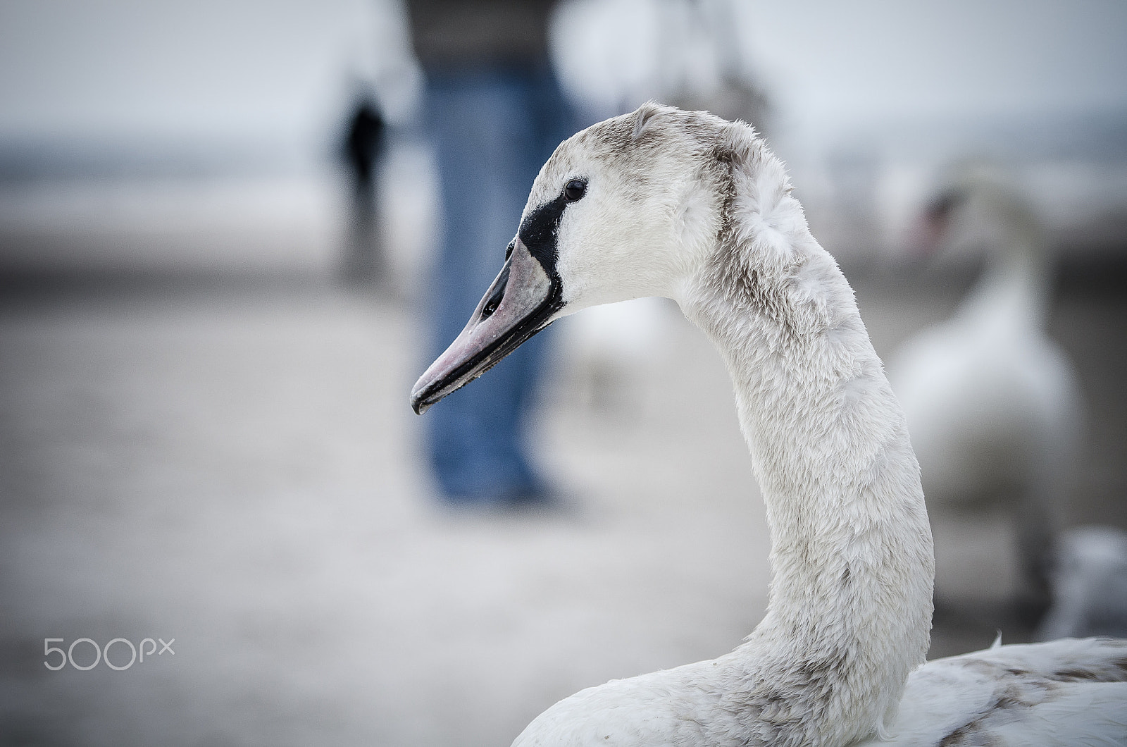 Nikon AF-S Nikkor 70-200mm F2.8G ED VR II sample photo. Swan portrait photography