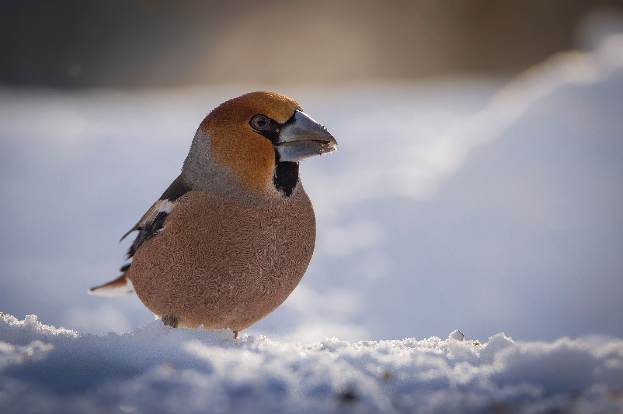 Sigma 150-600mm F5-6.3 DG OS HSM | C sample photo. Hawfinch photography