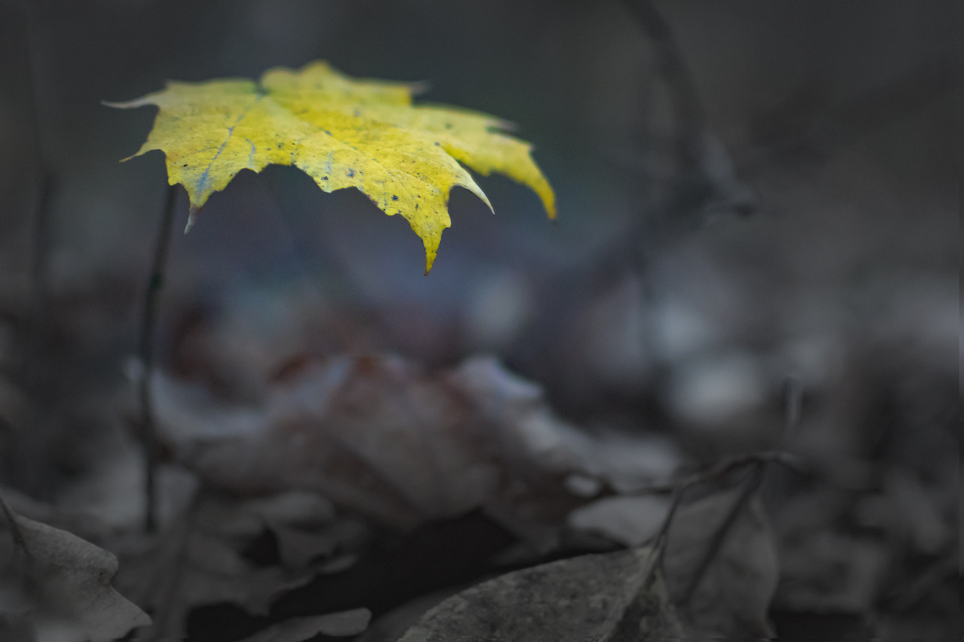 Nikon 1 J4 sample photo. Fall efforts photography