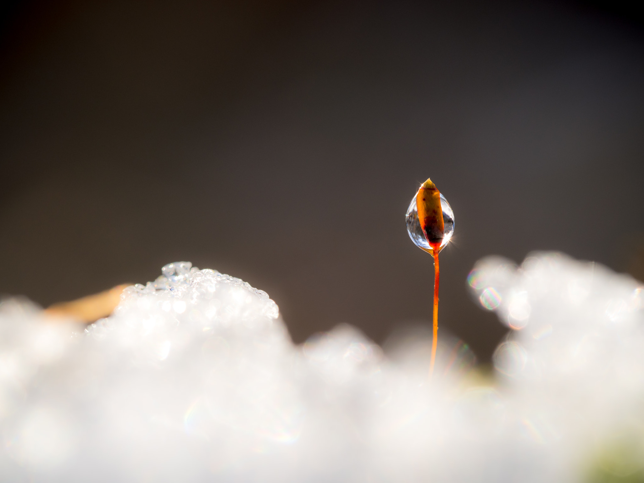 Olympus M.Zuiko Digital ED 60mm F2.8 Macro sample photo. Moss in the snow photography