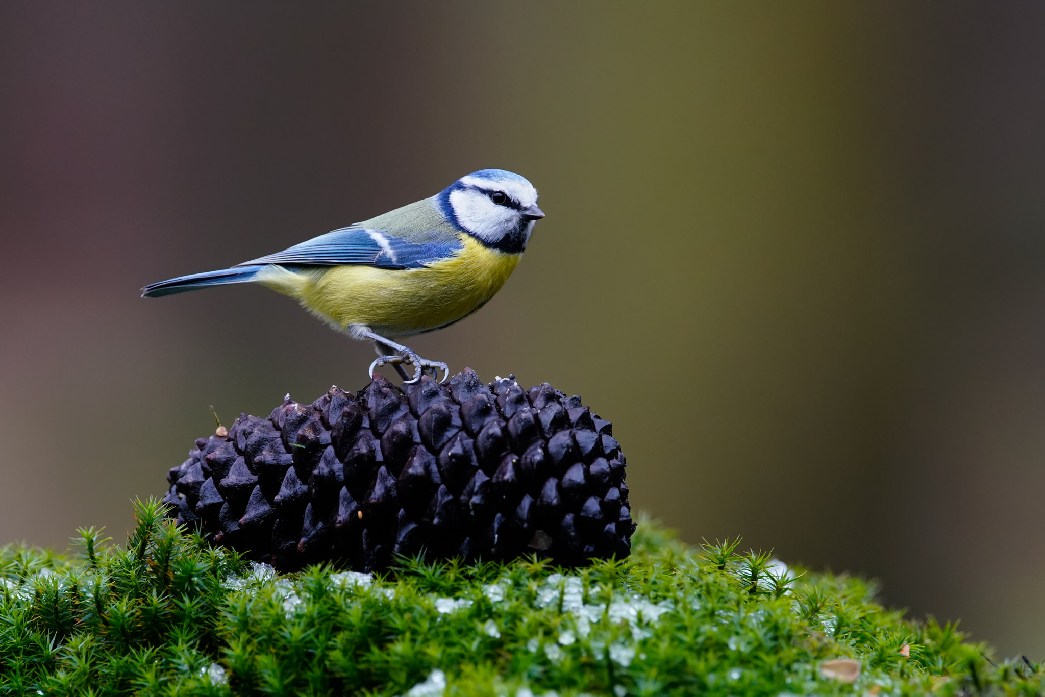 Sony a99 II sample photo. Blue tit photography