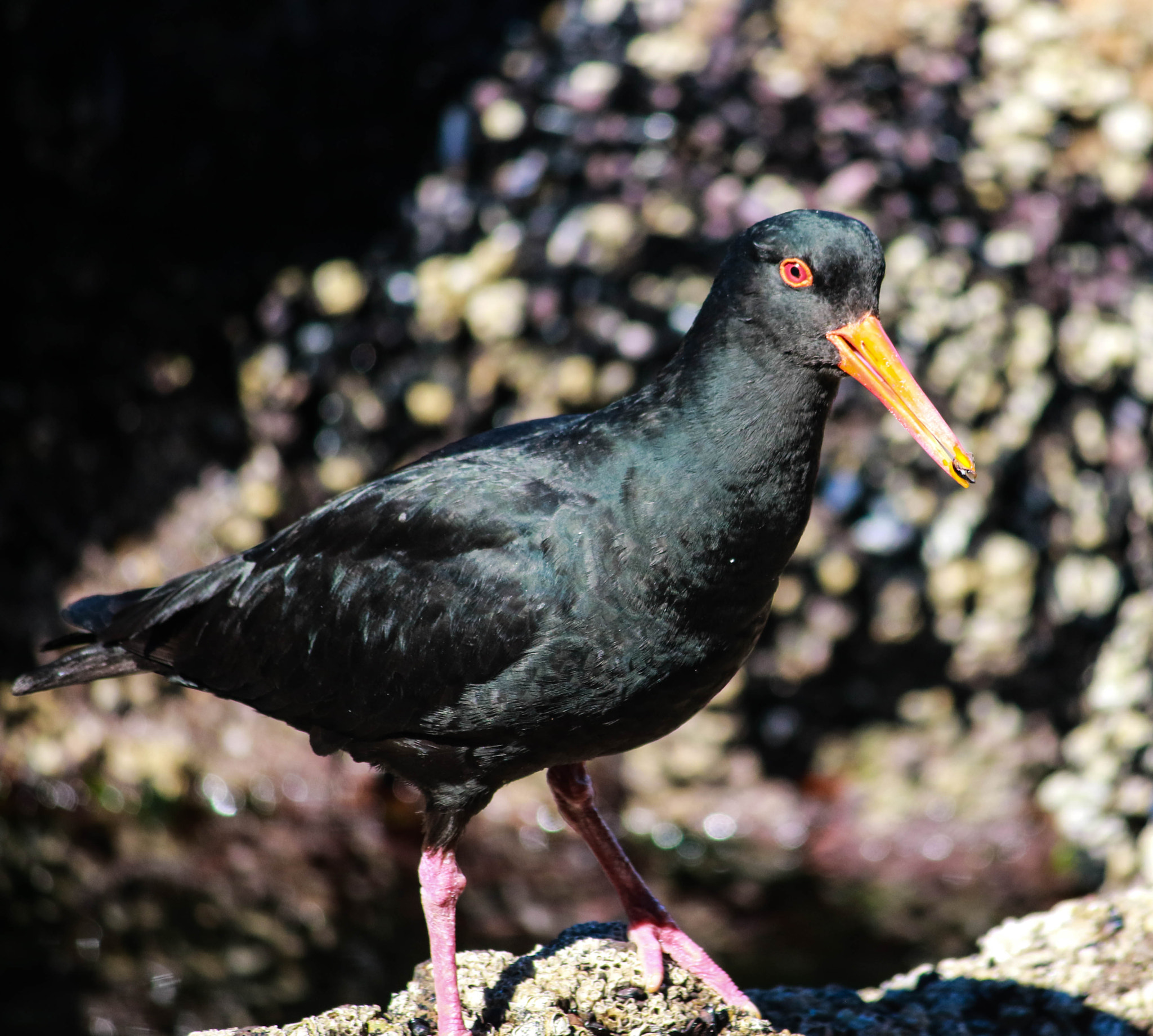 Canon EOS 7D Mark II sample photo. Portrait variable oyster catcher photography