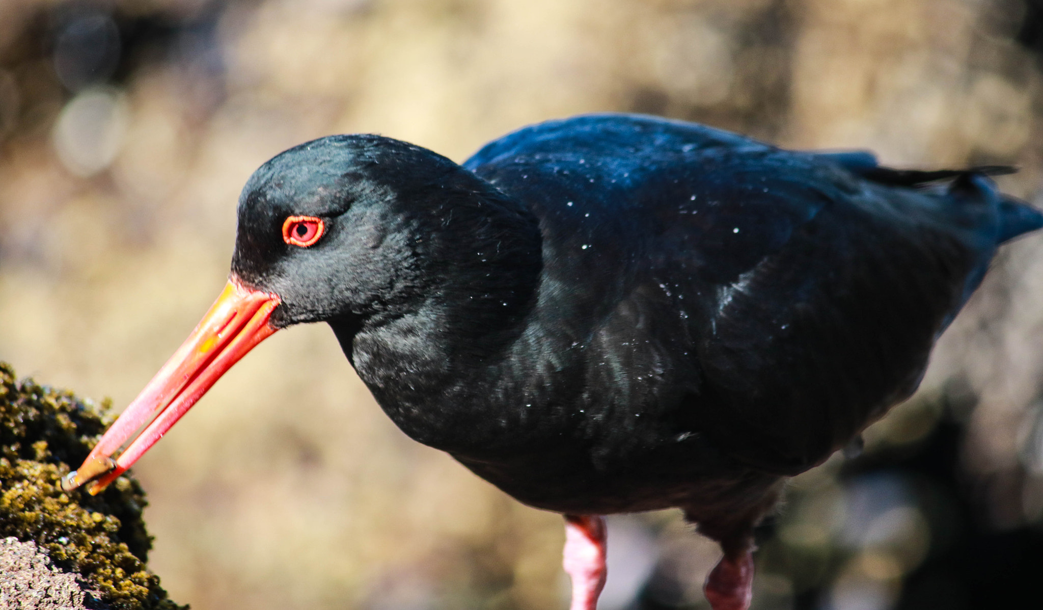 Canon EOS 7D Mark II sample photo. Variable oyster catcher close up photography