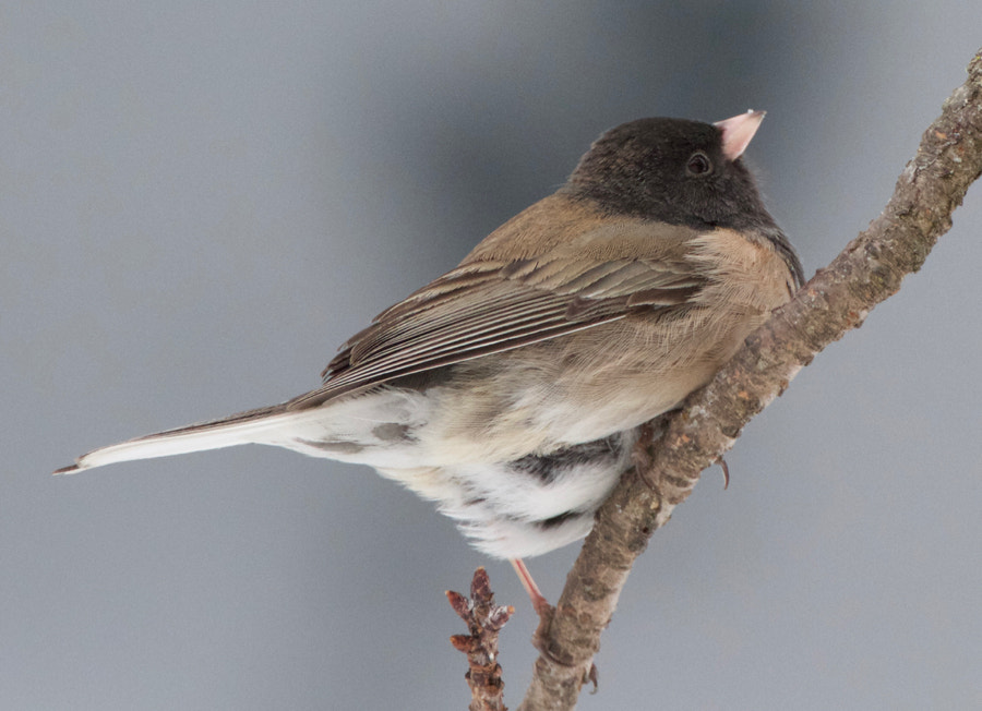 Canon EF 70-300mm F4-5.6L IS USM sample photo. Junco photography