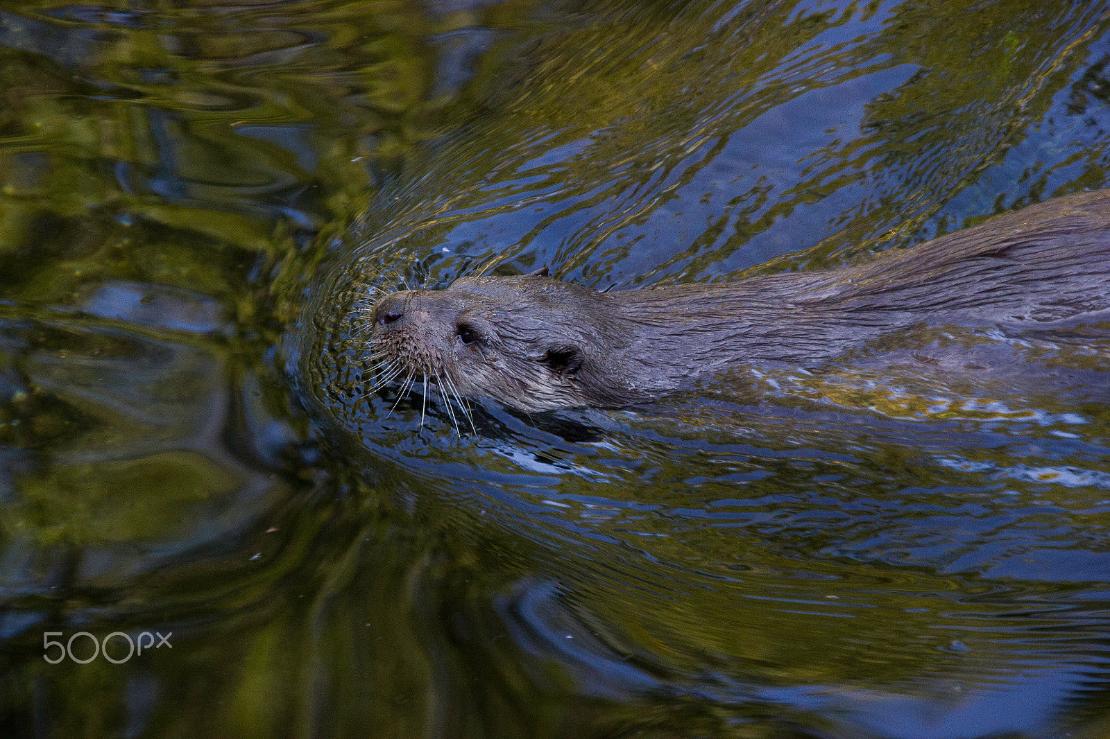 Sigma 18-250mm F3.5-6.3 DC OS HSM sample photo. Taking a swim photography