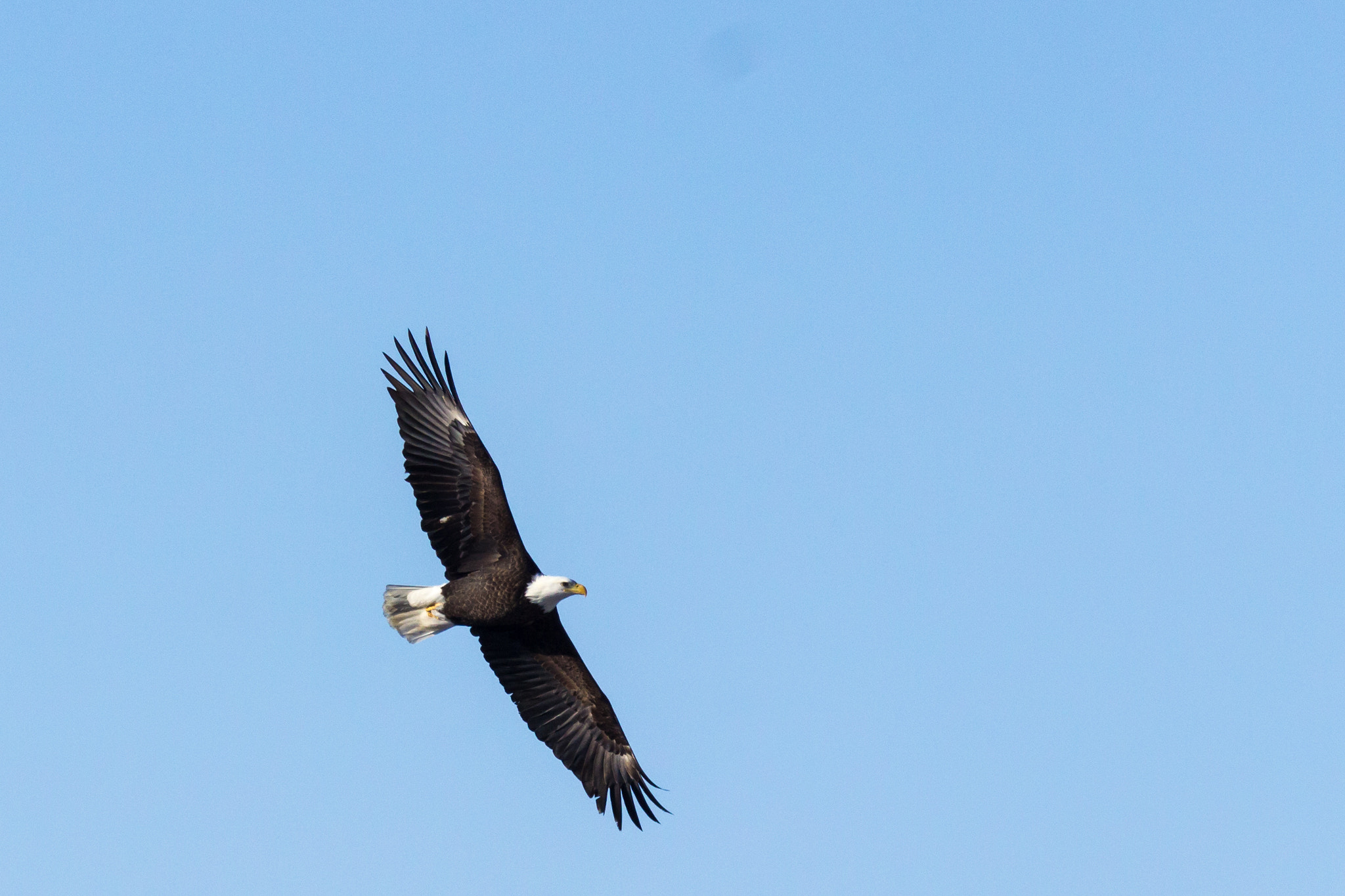 150-600mm F5-6.3 DG OS HSM | Contemporary 015 sample photo. Bald eagle photography