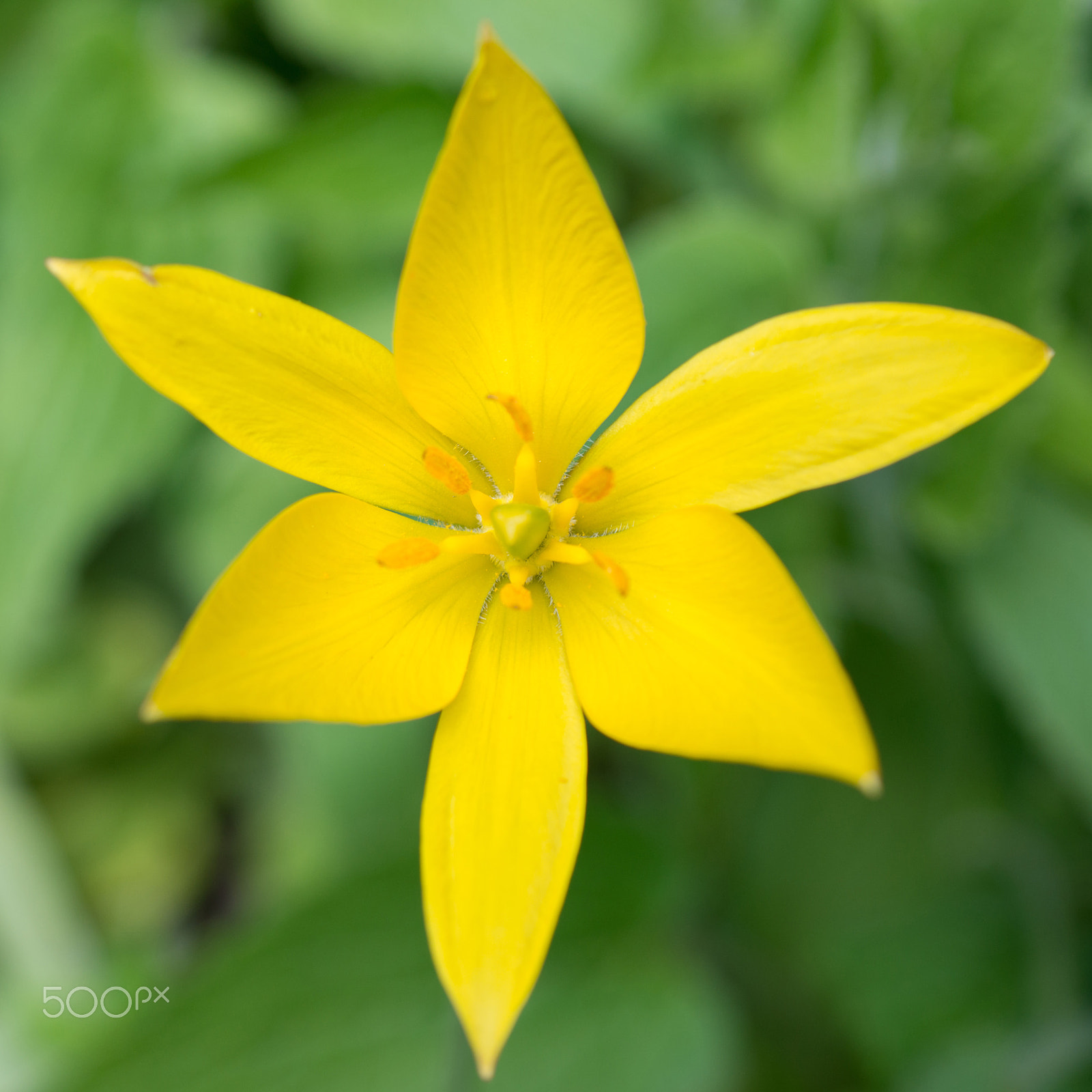 Nikon AF Micro-Nikkor 60mm F2.8D sample photo. Flowers yellow tulips photography