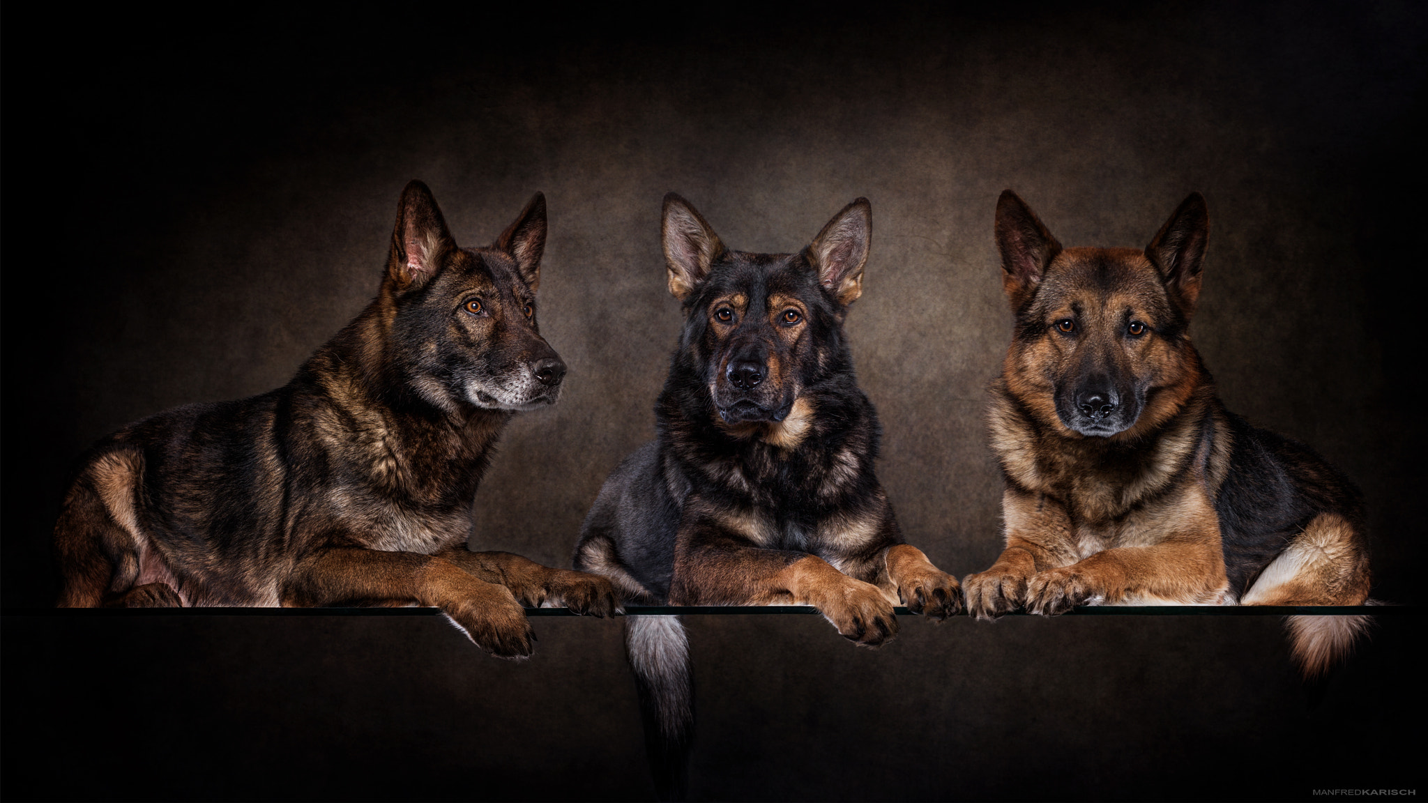 Canon EOS-1D X sample photo. Dogs photography