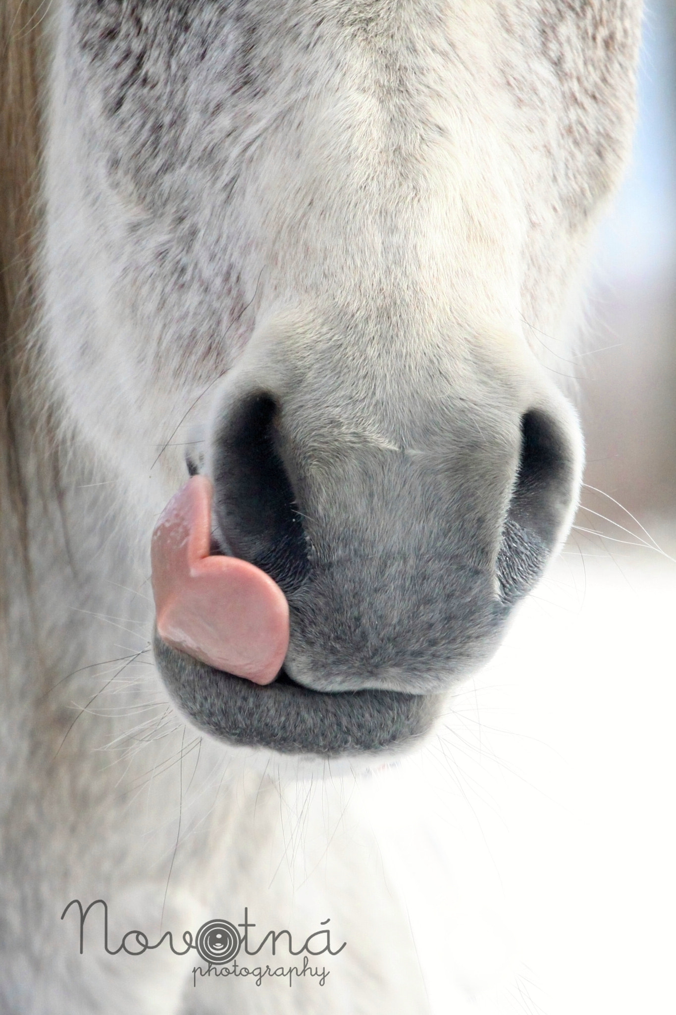 Canon EOS 50D + Canon EF 70-200mm F4L USM sample photo. Horse´s tongue photography